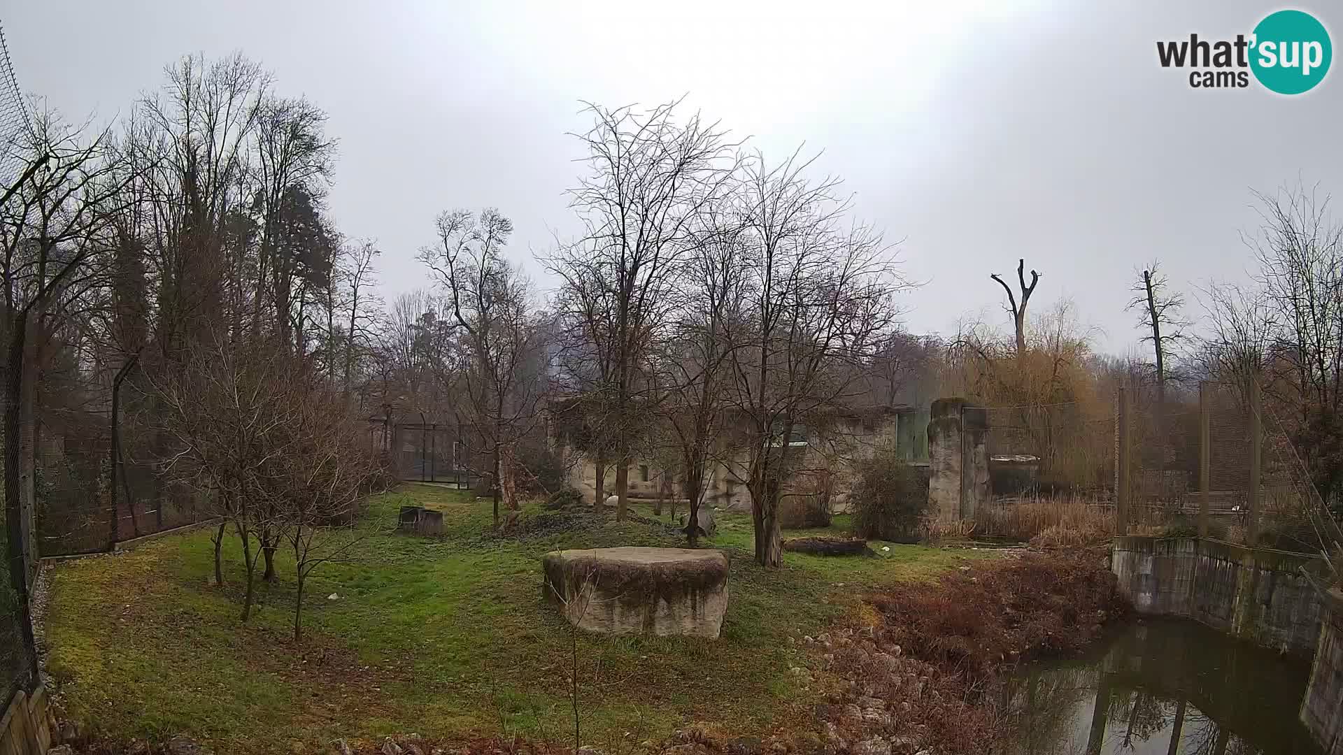 Zoo Zagreb – Lion