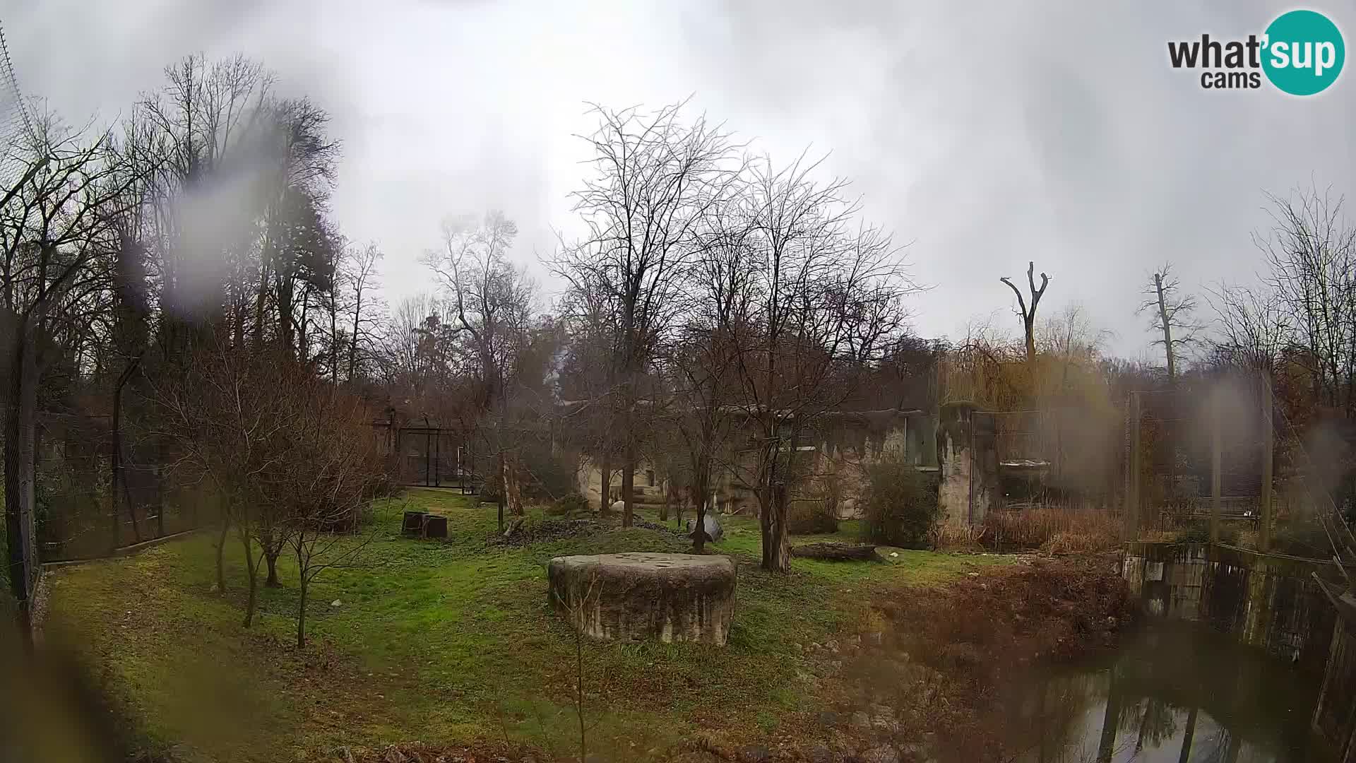 Zoo Zagreb – Lion