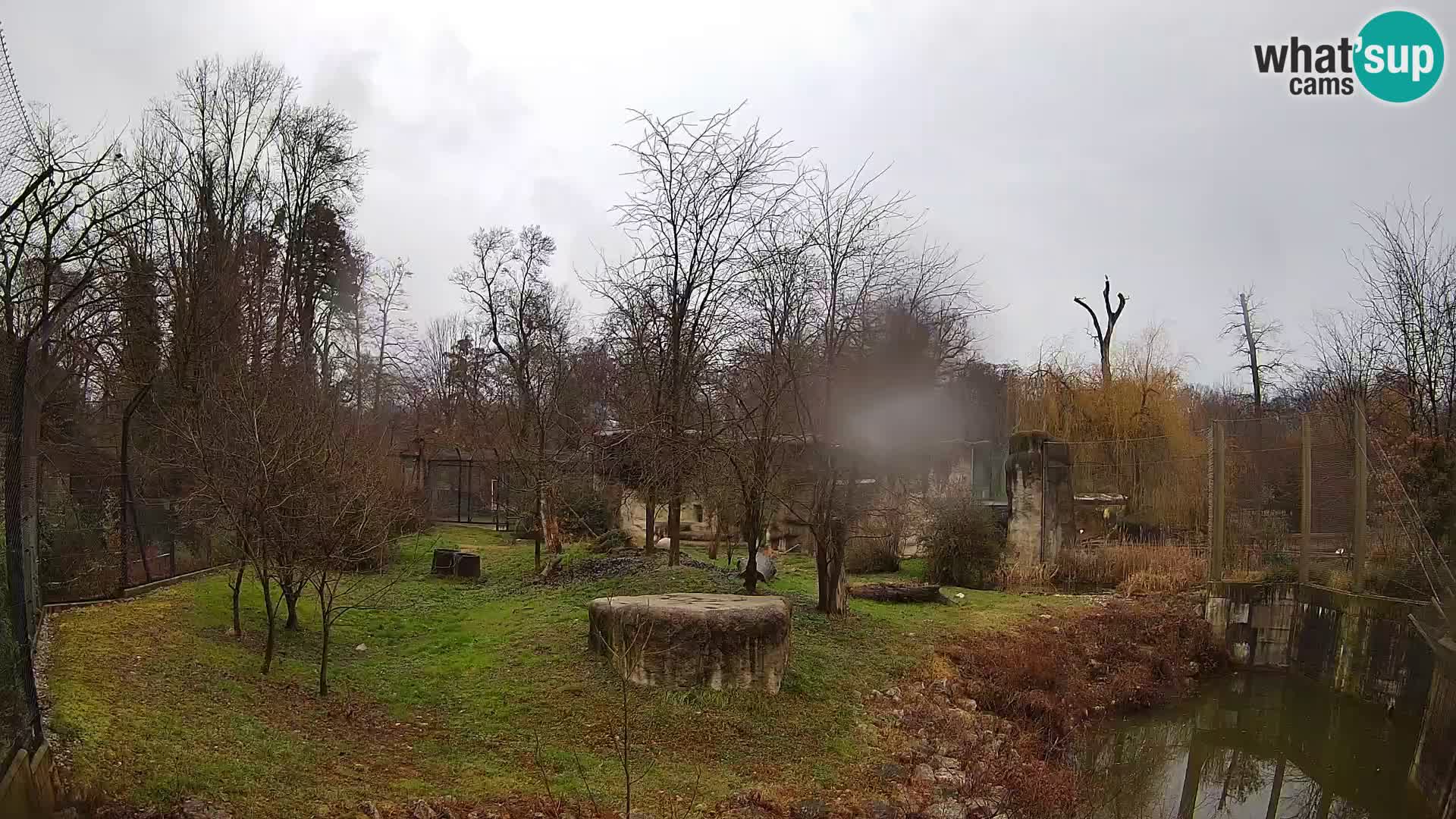 Zoo Zagreb – Löwen