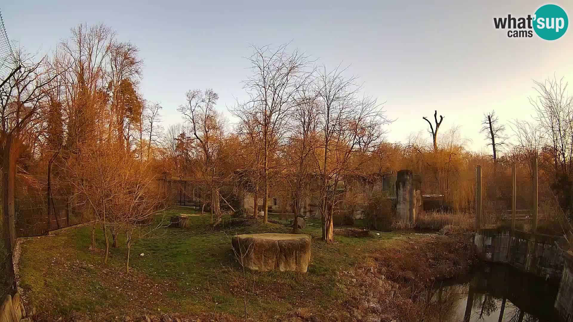 Zoo Zagreb – Lion