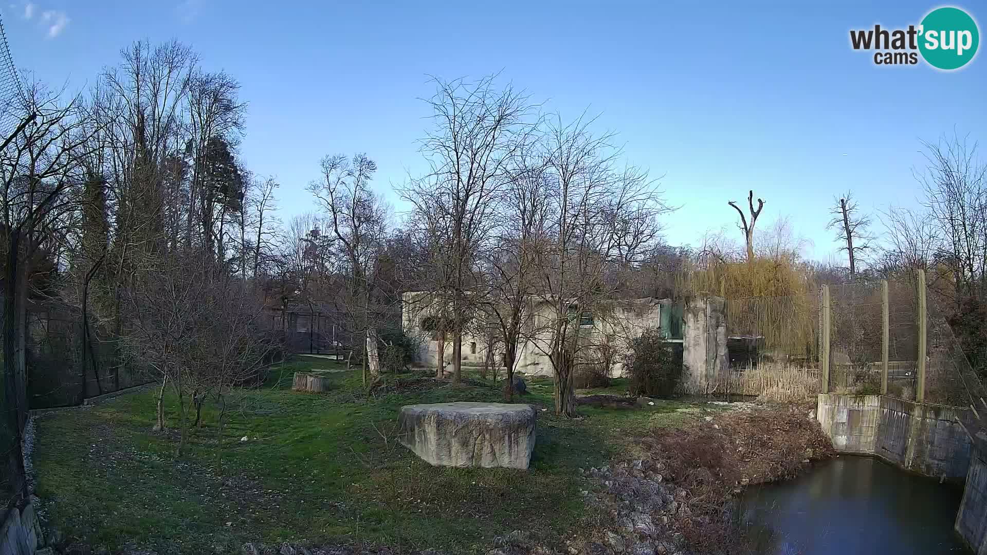 Zoo Zagreb – Lion