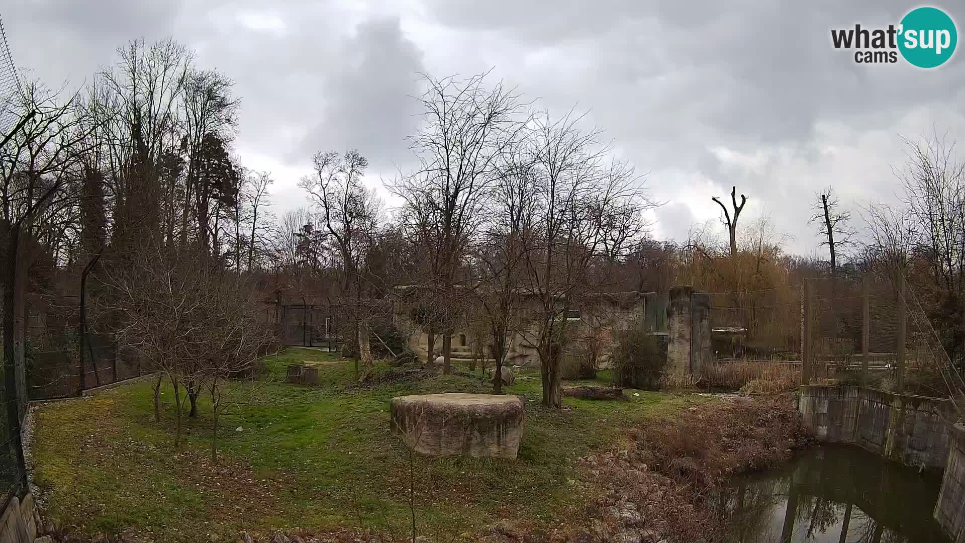 Zoo Zagreb – Lion