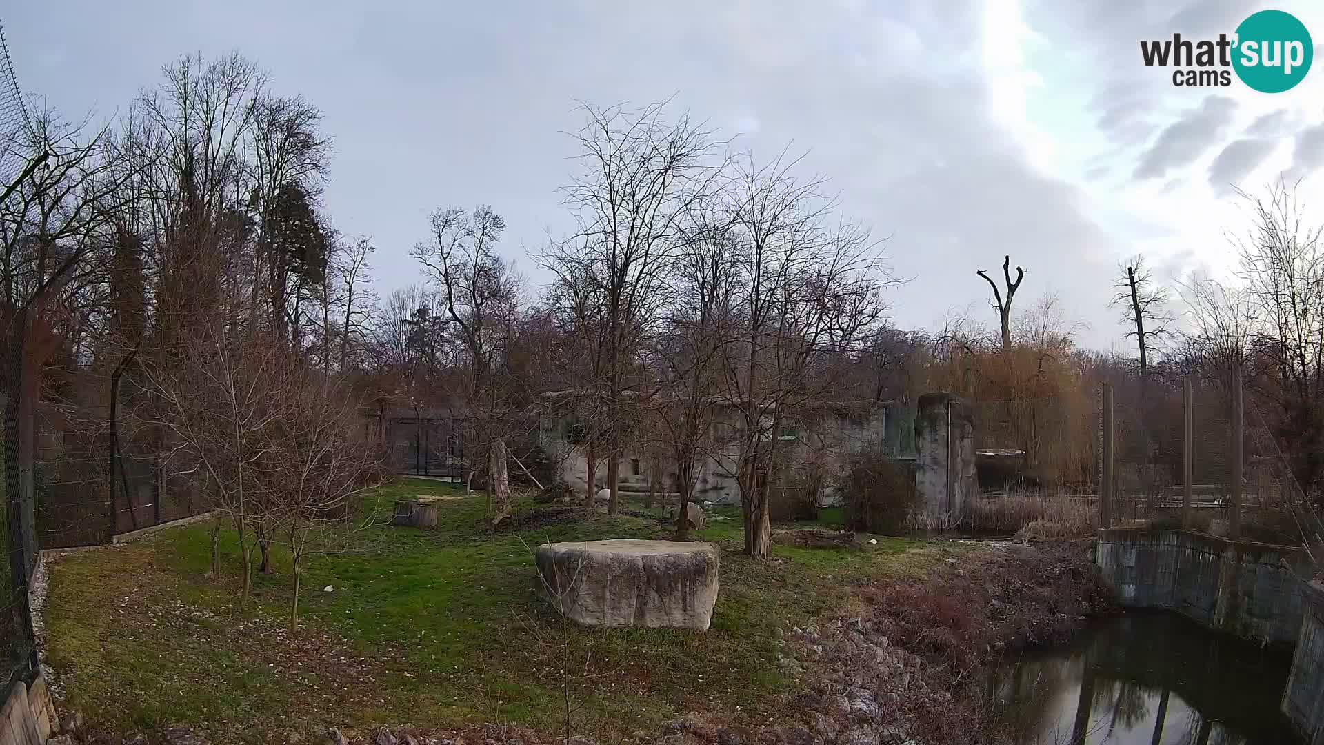 Zoo Zagreb – Lion