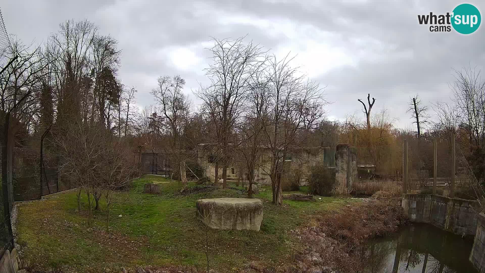 Zoo Zagreb – Lion