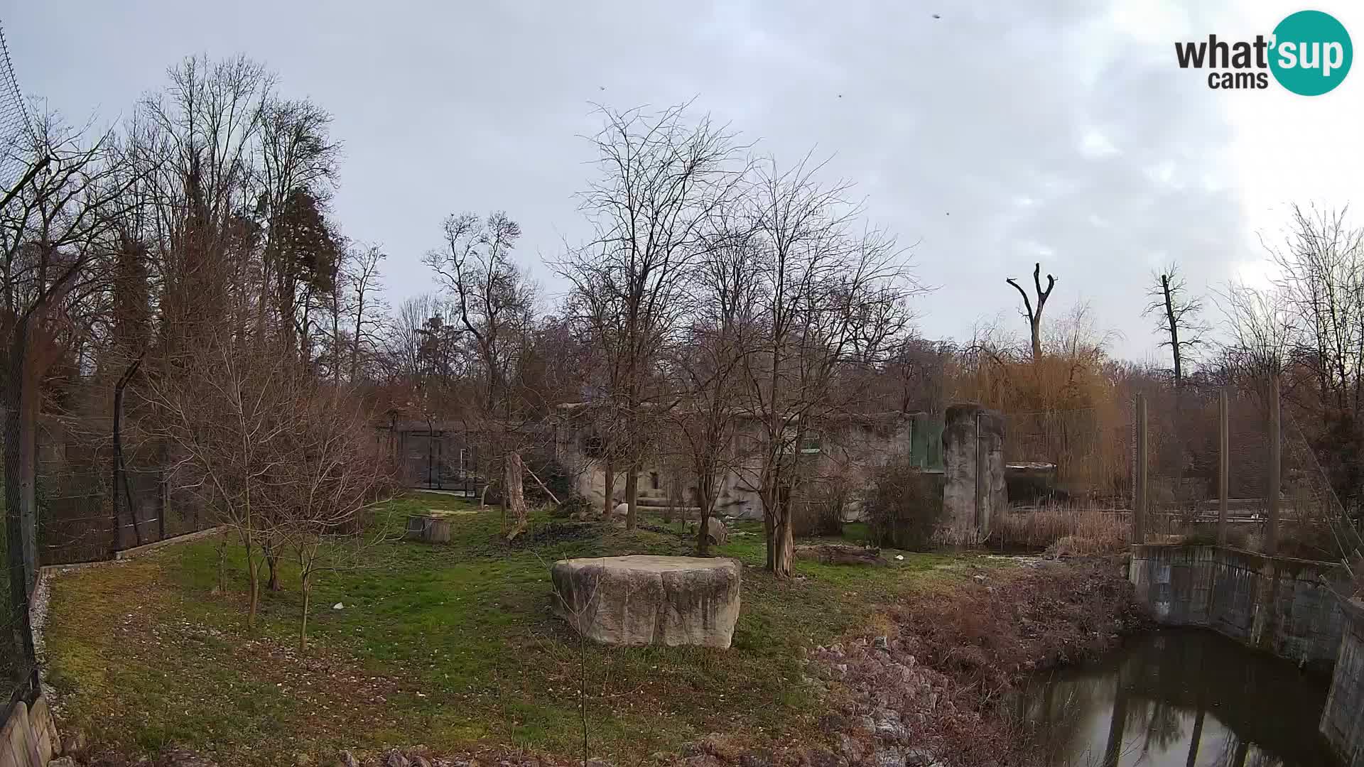 Zoo Zagreb – Lion