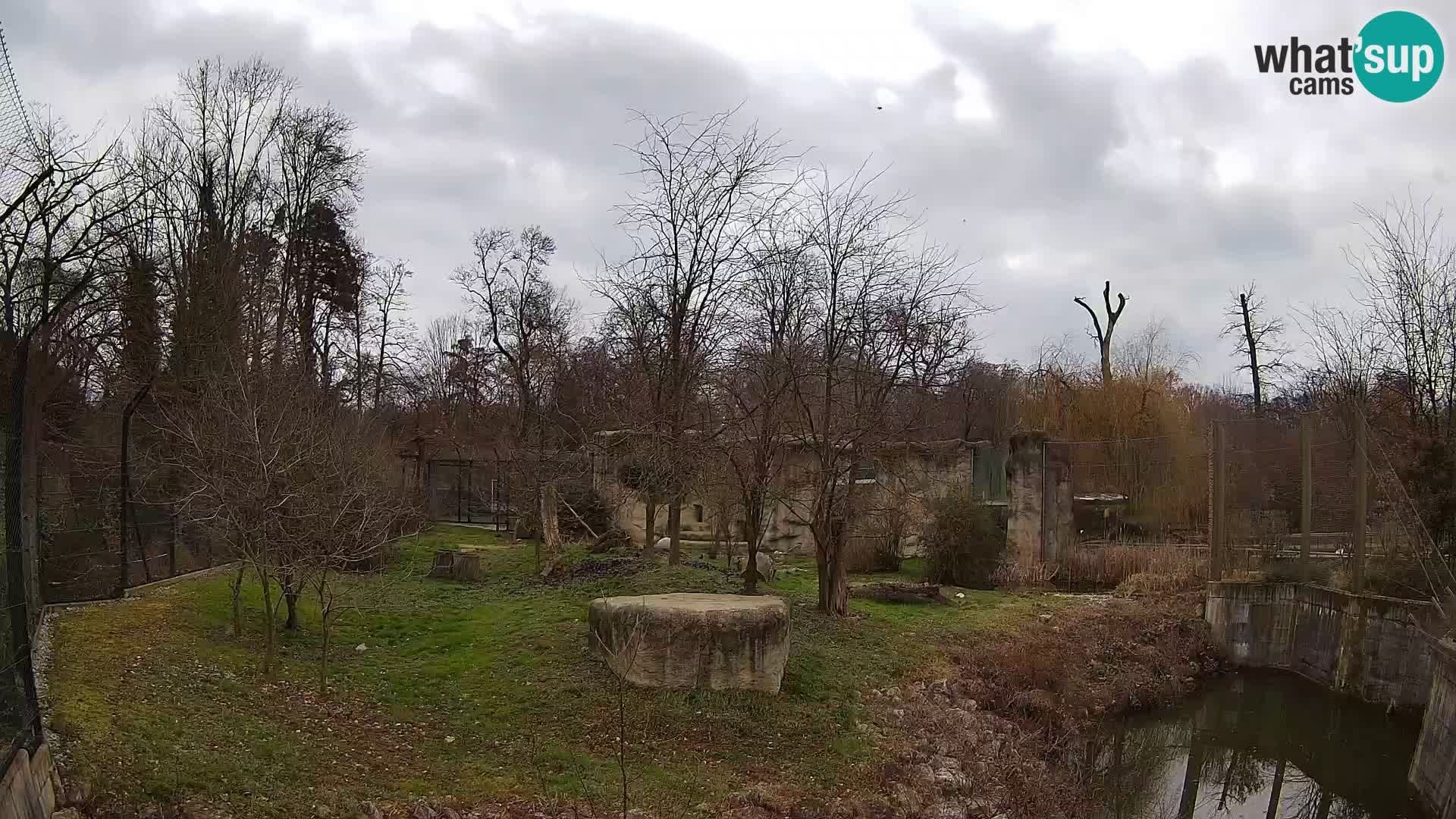 Zoo Zagreb – Lion