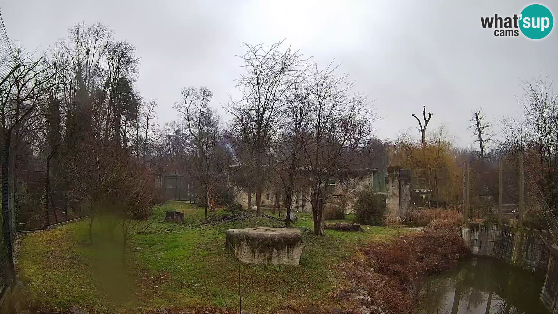 Zoo Zagreb – Lion