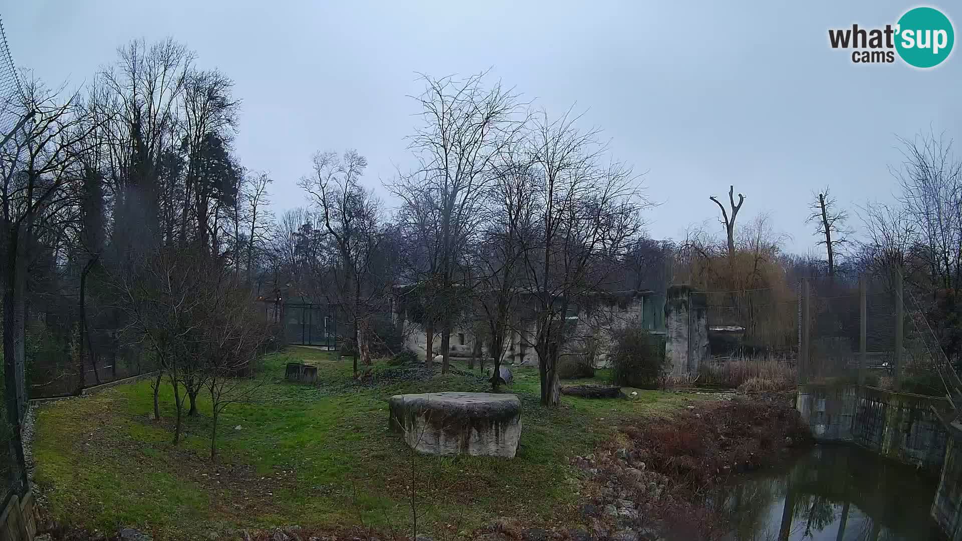 Zoo Zagreb – Lion