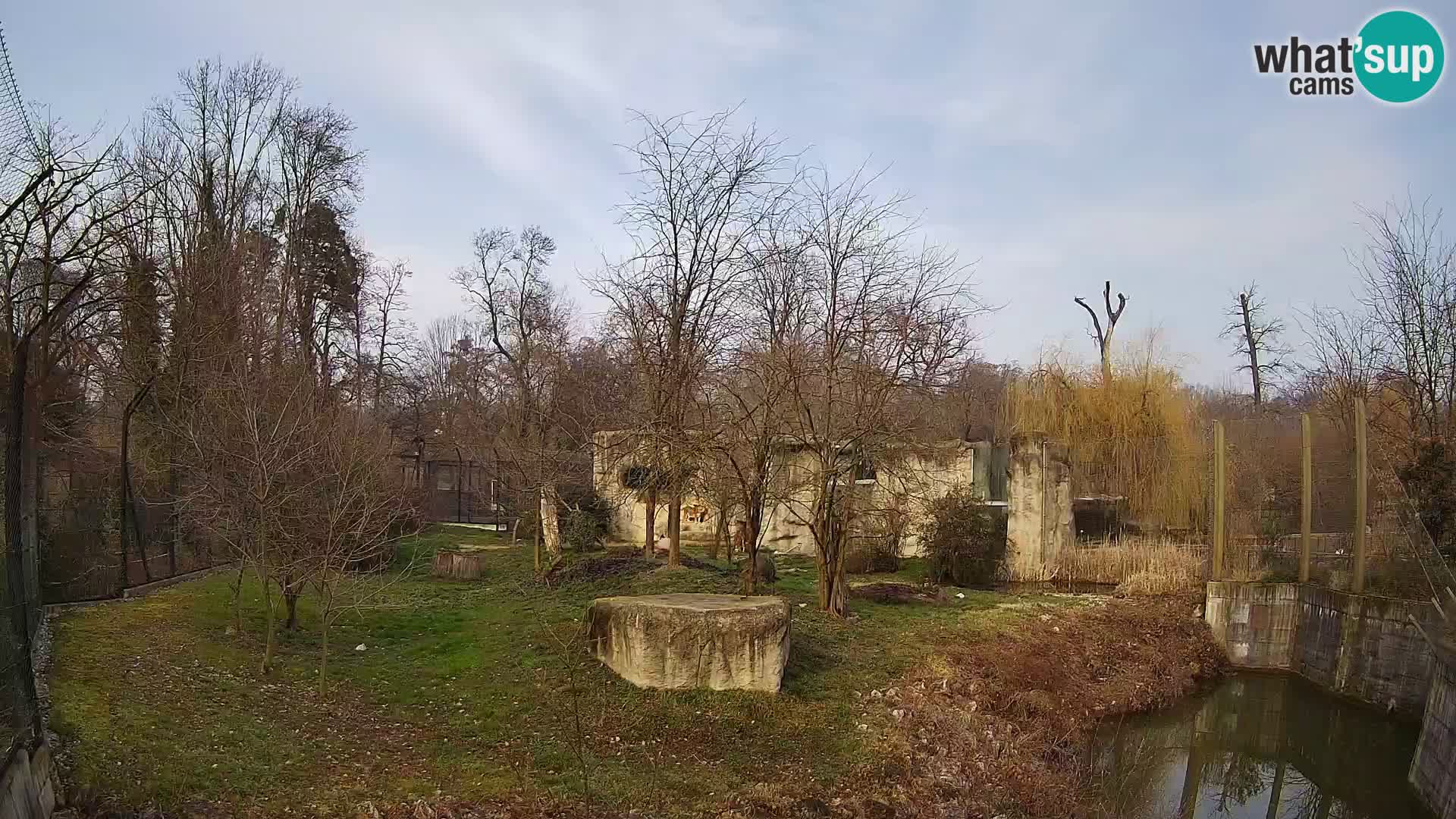 Zoo Zagreb – Leones