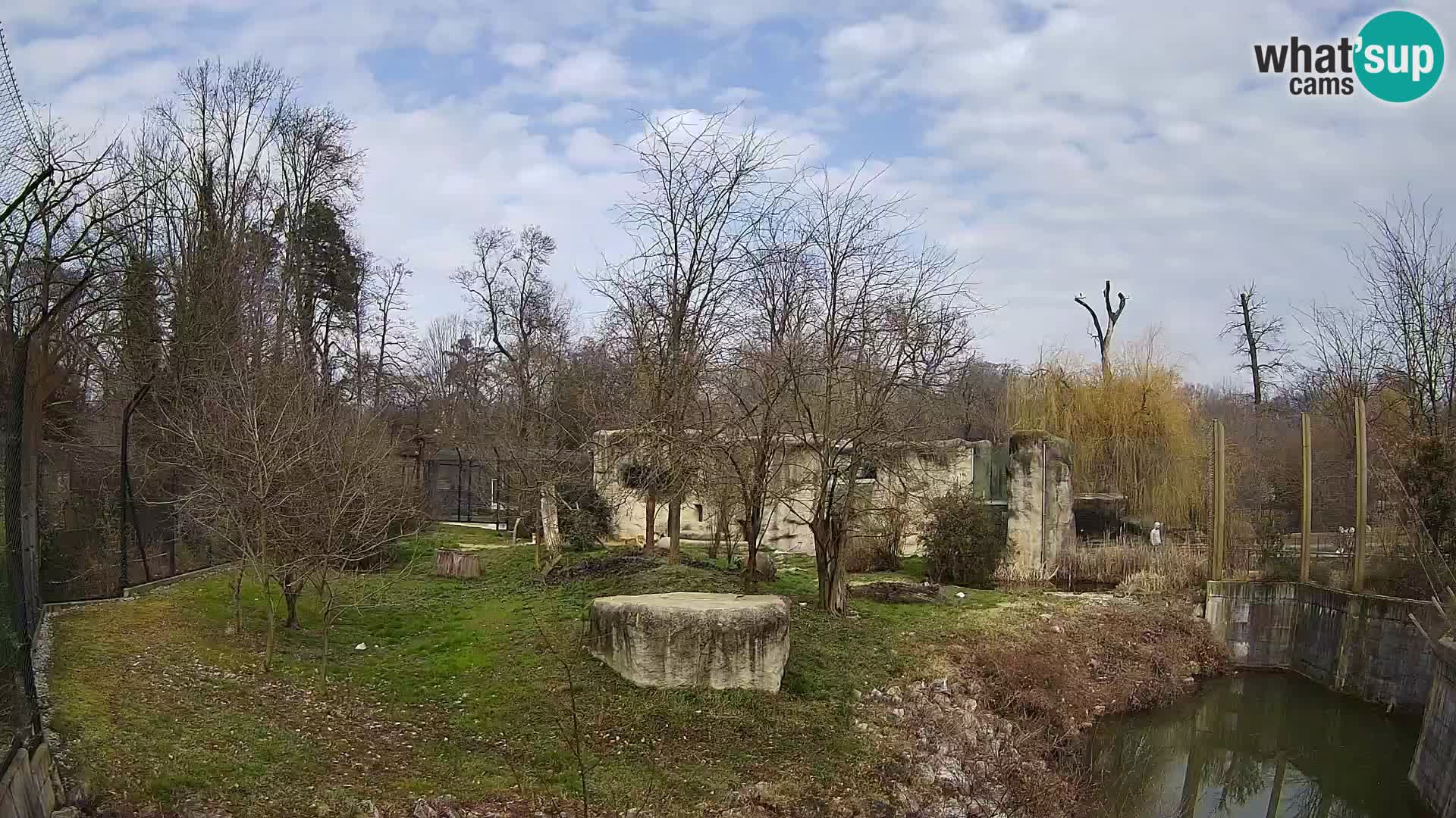 Zoo Zagreb – Lion