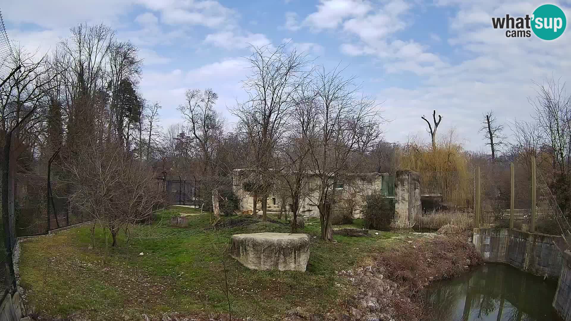 Zoo Zagreb – Lion