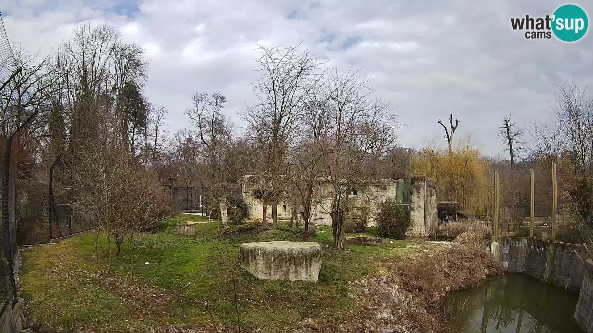 Zoo Zagreb – Lion