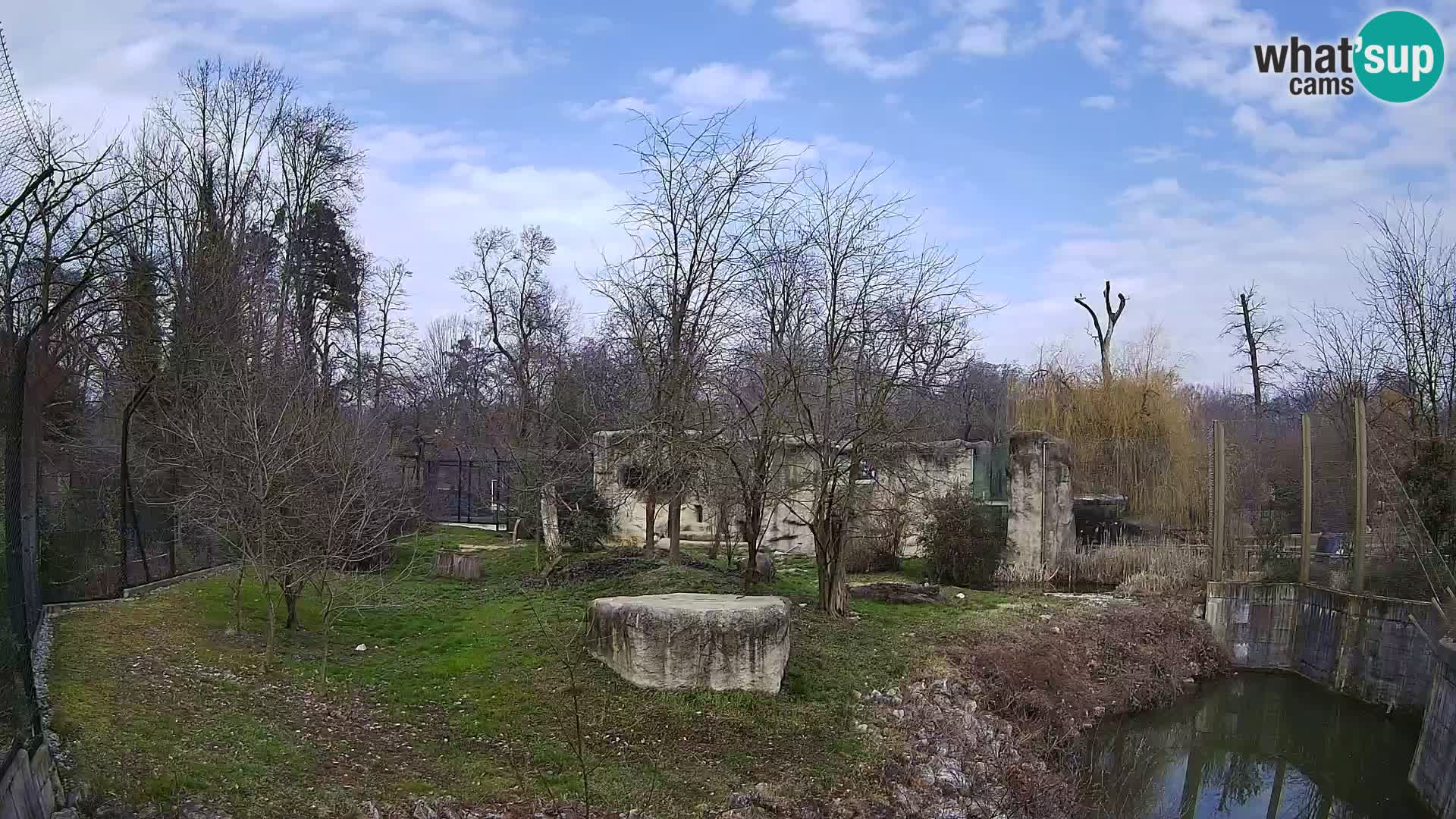 Zoo Zagreb – Lion