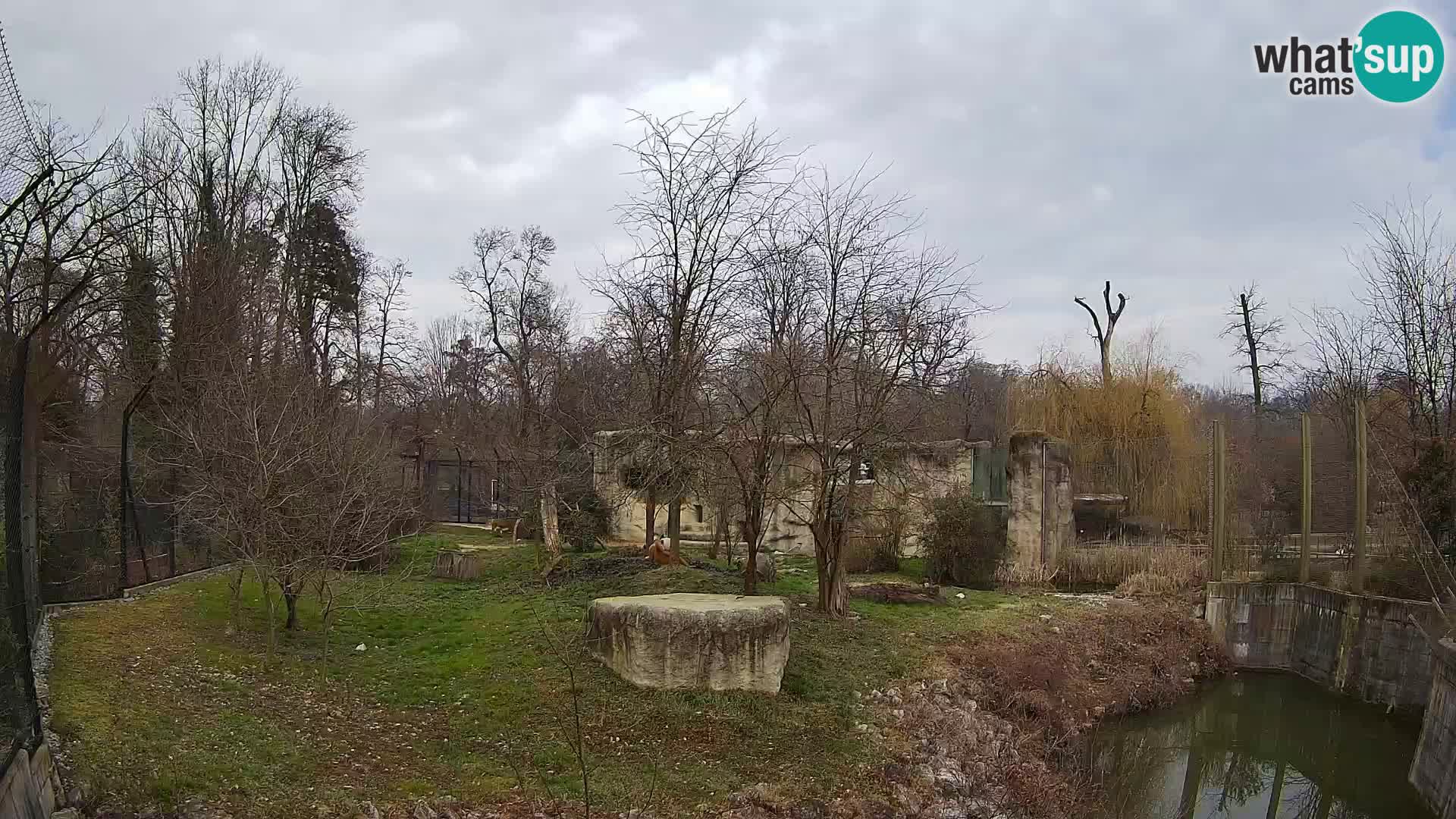 Zoo Zagreb – Lion