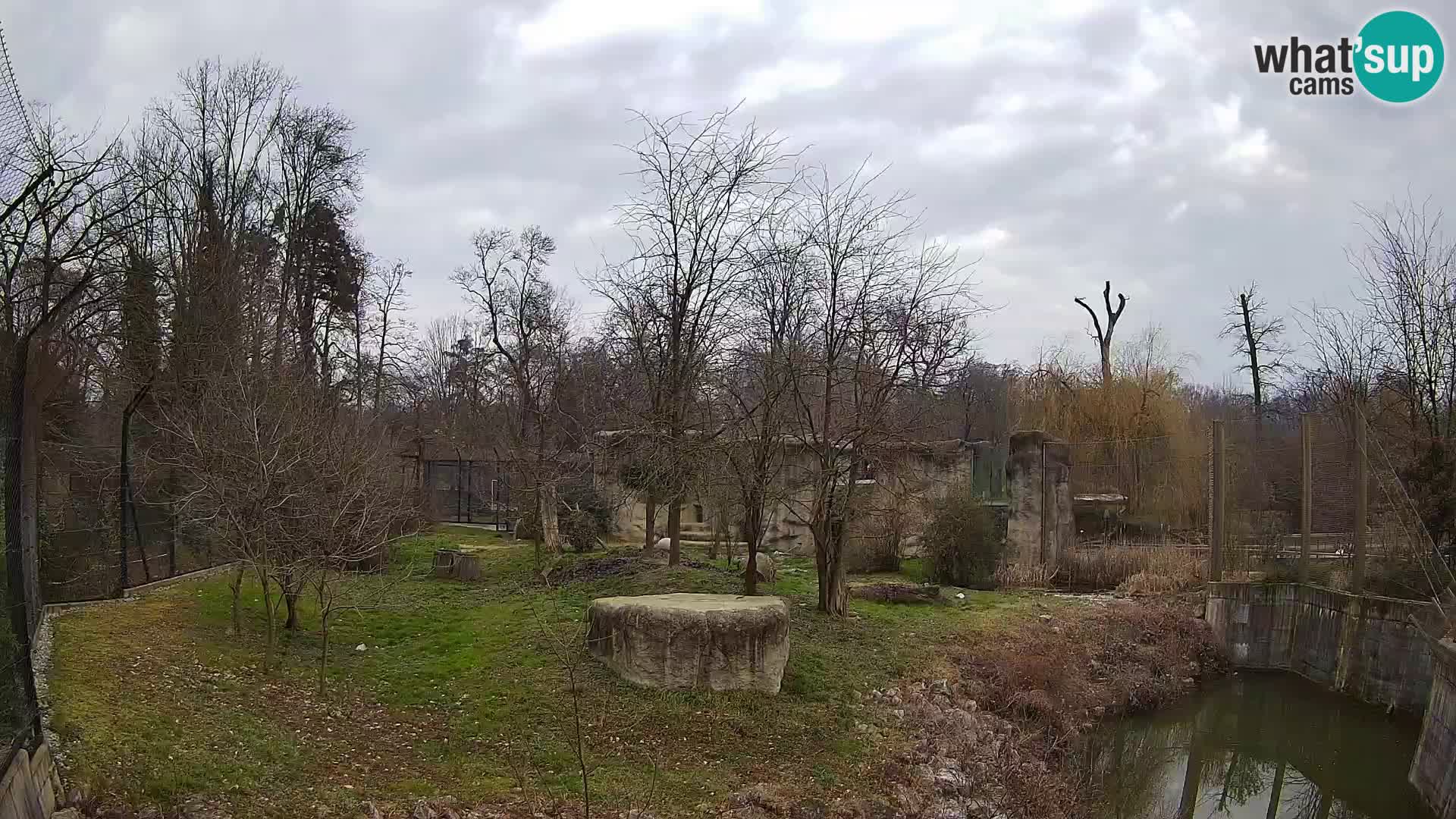 Zoo Zagreb – Lion