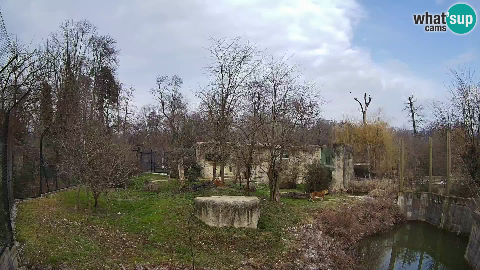 Zoo Zagreb – Lion