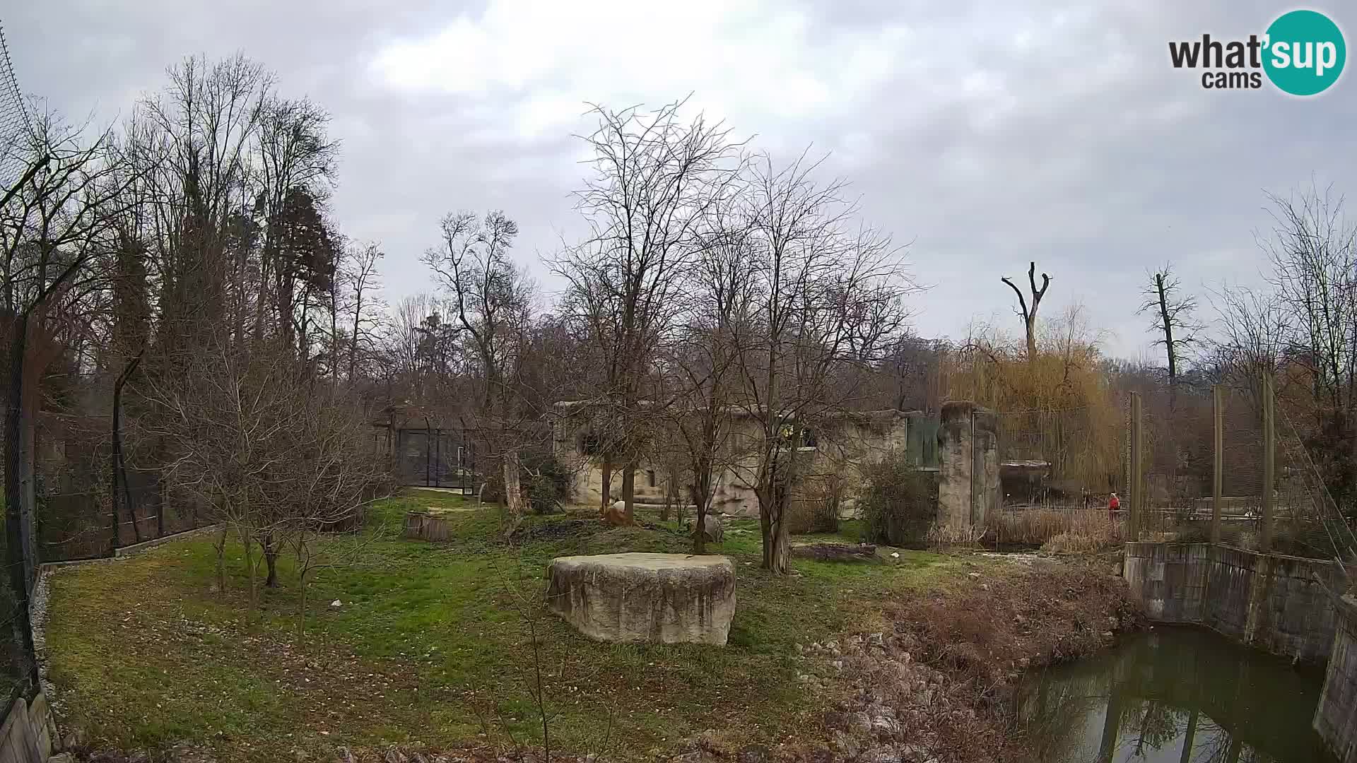 Zoo Zagreb – Lion