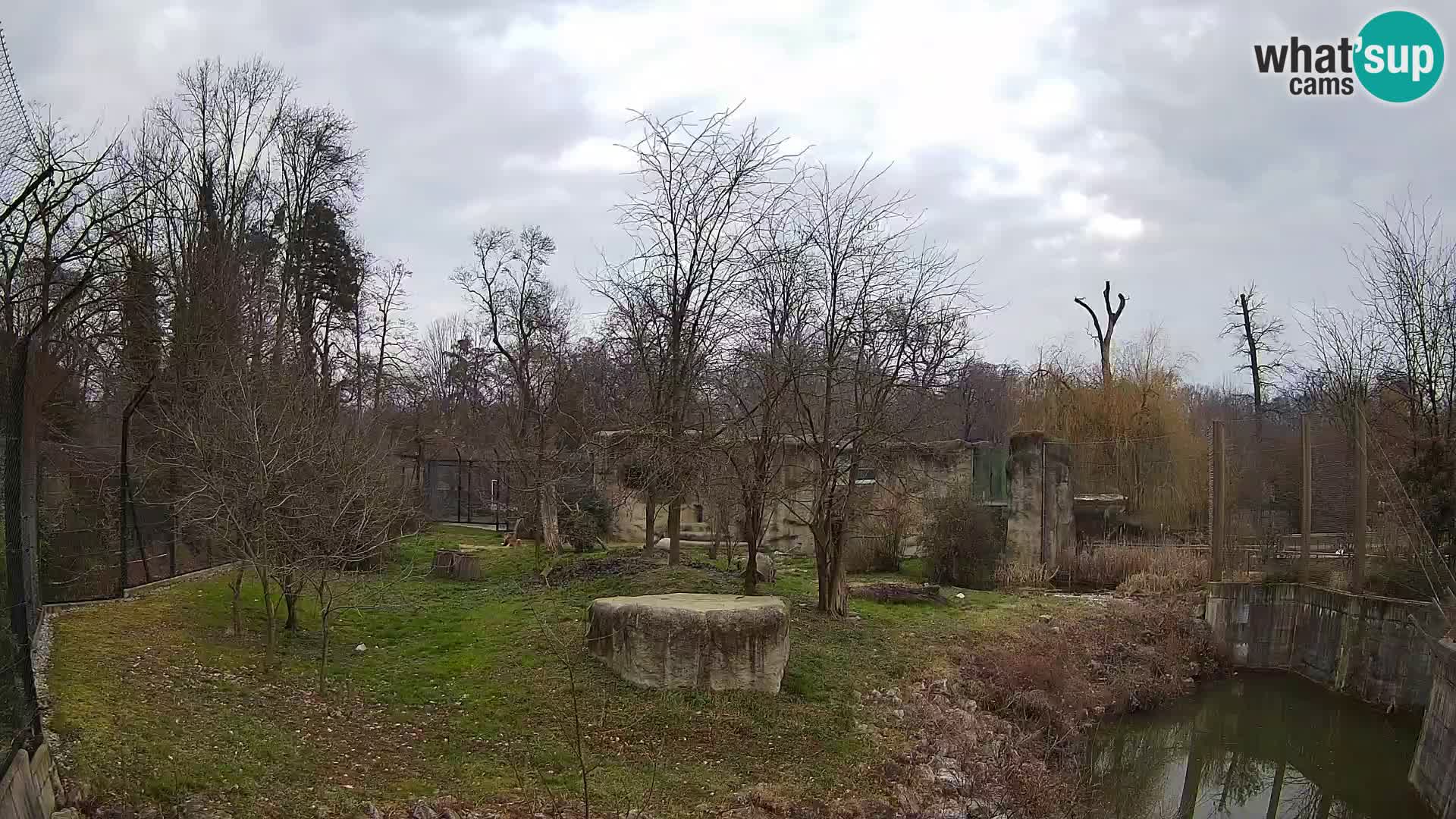 Zoo Zagreb – Lion