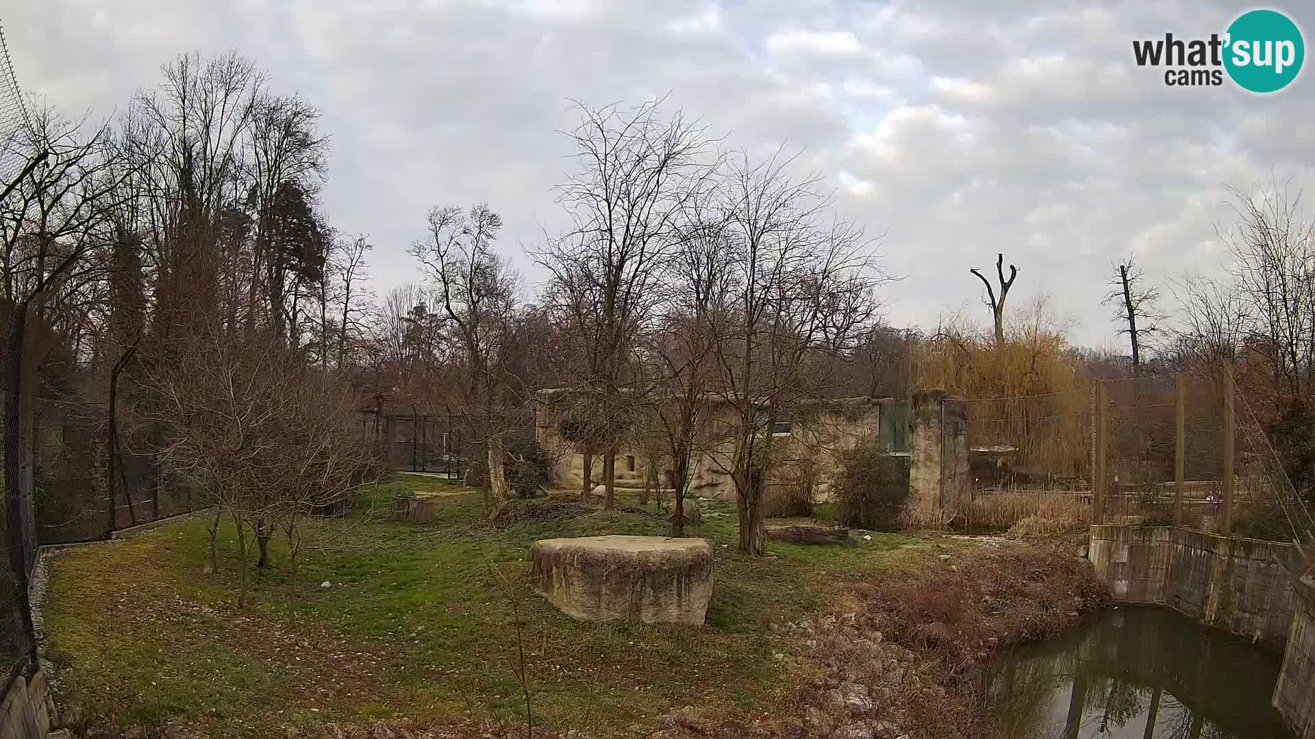 Zoo Zagreb – Lion