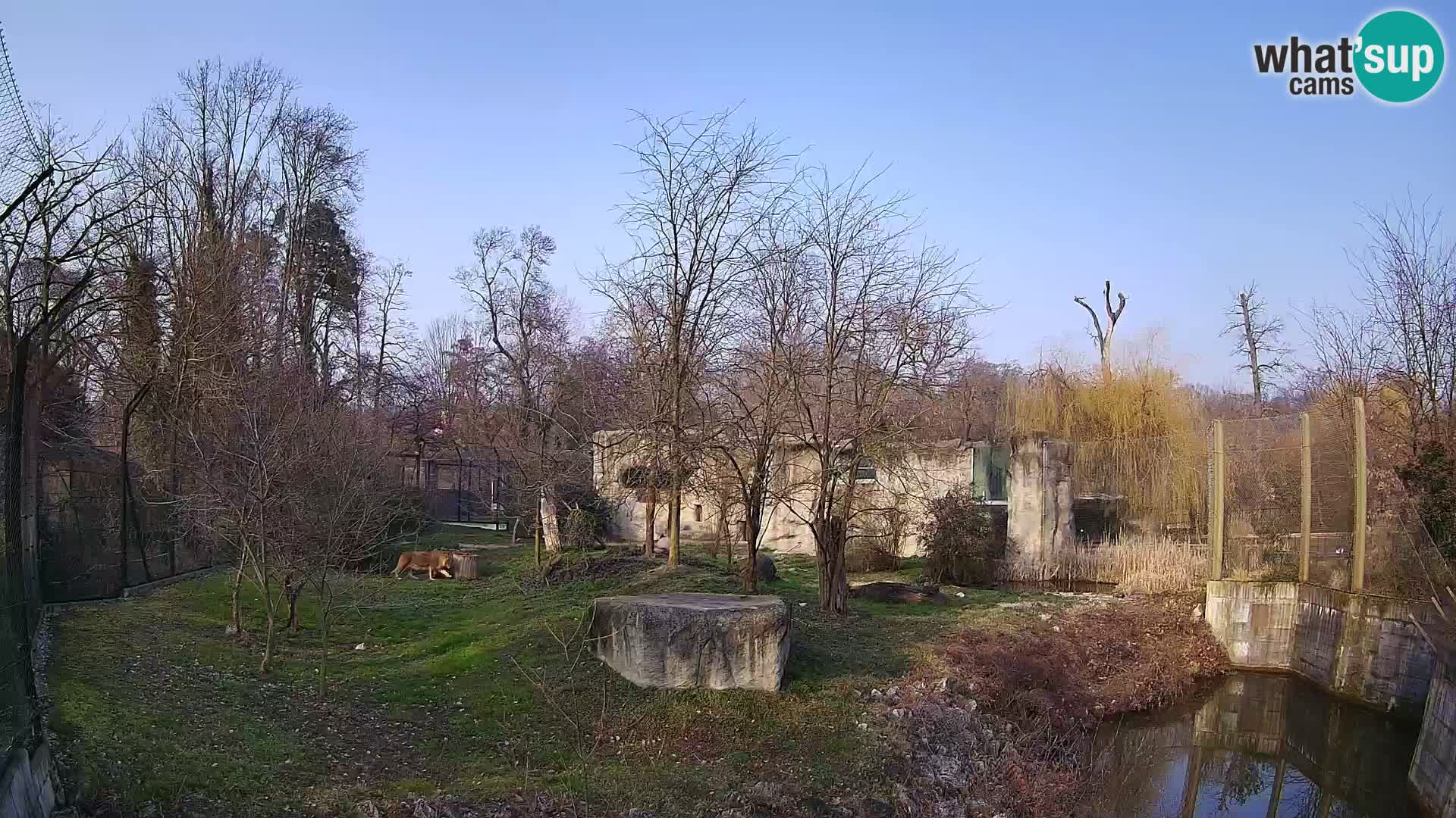 Zoo Zagreb – Lion