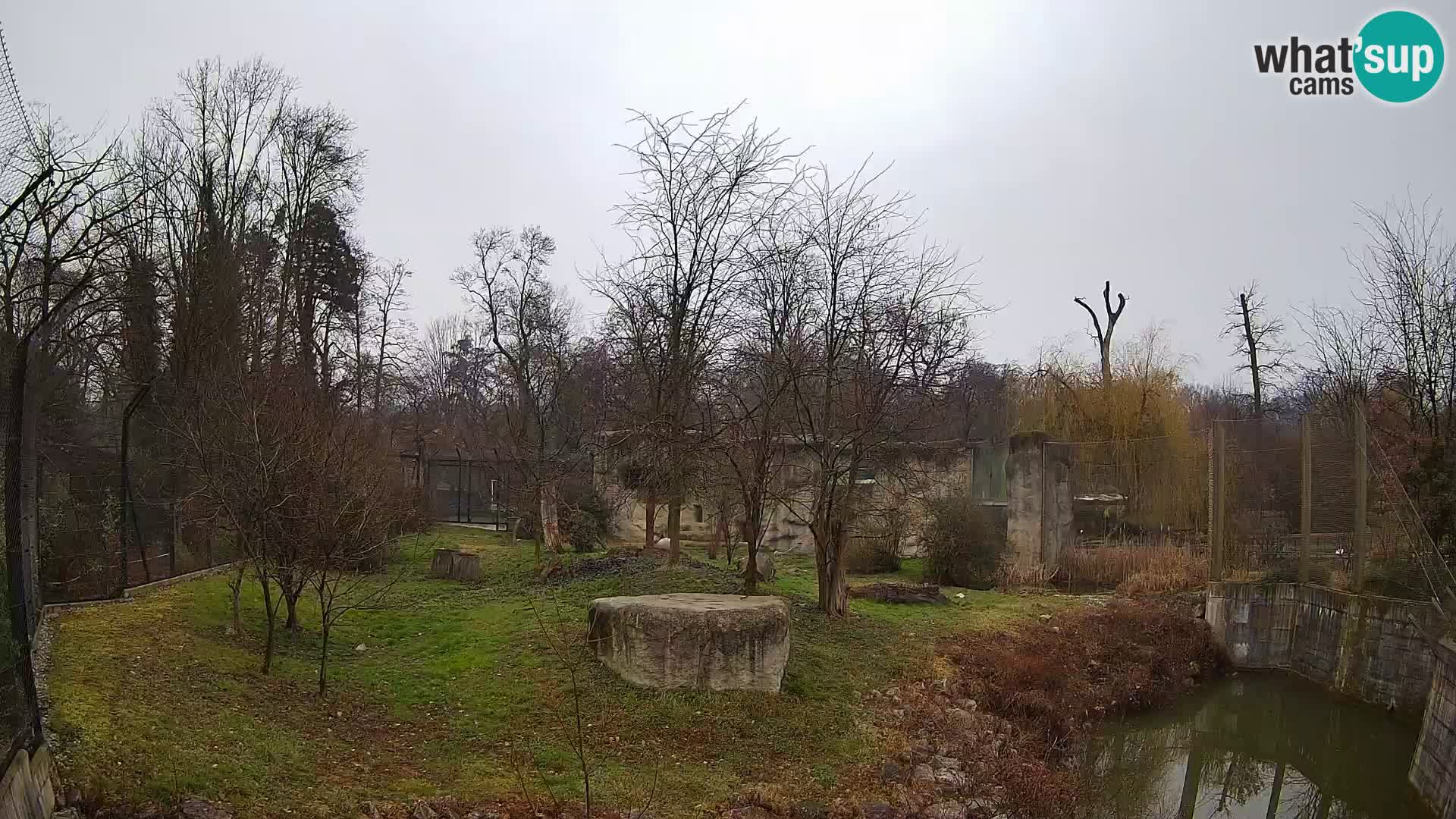 Zoo Zagreb – Lion