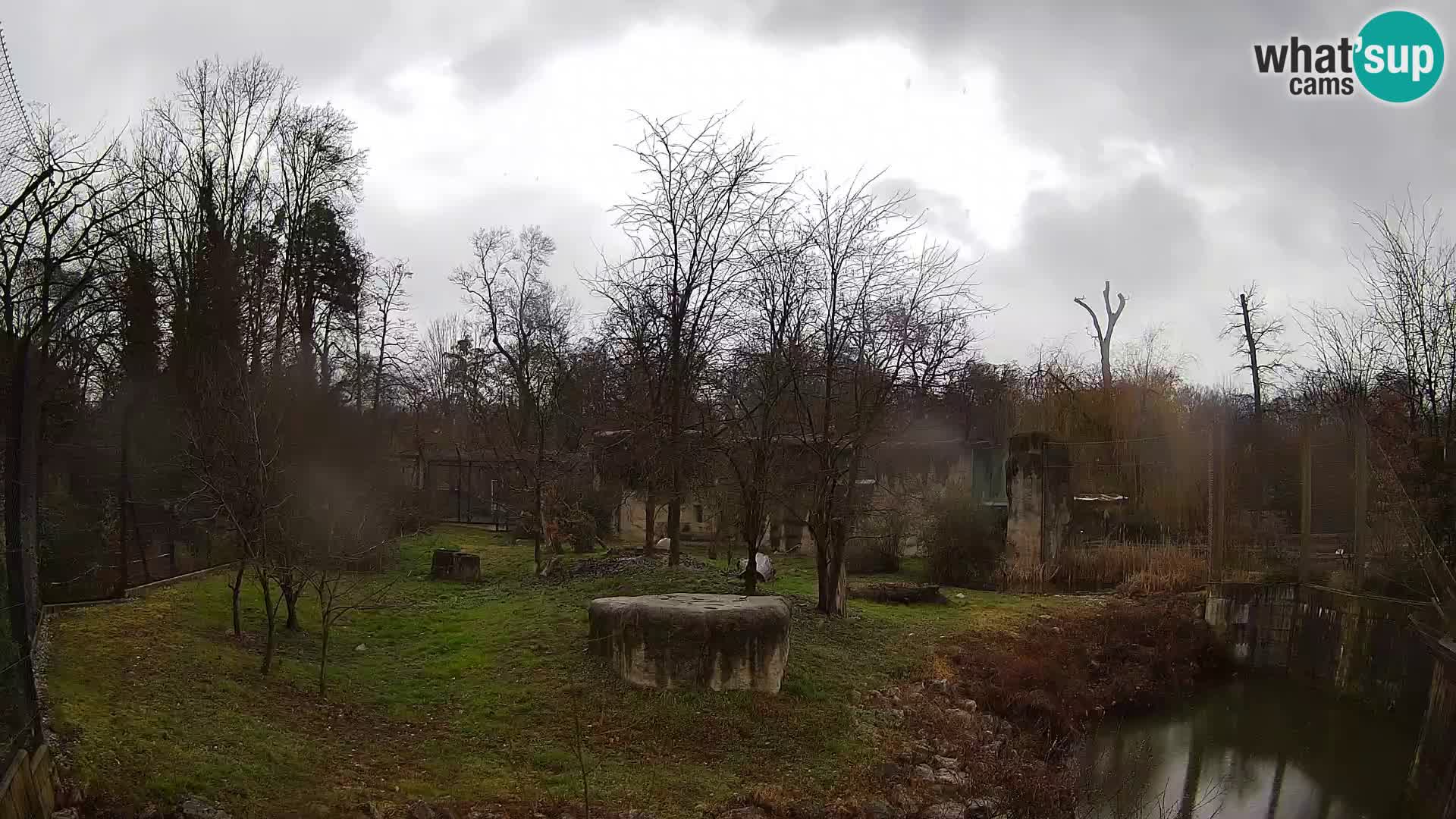 Zoo Zagreb – Lion