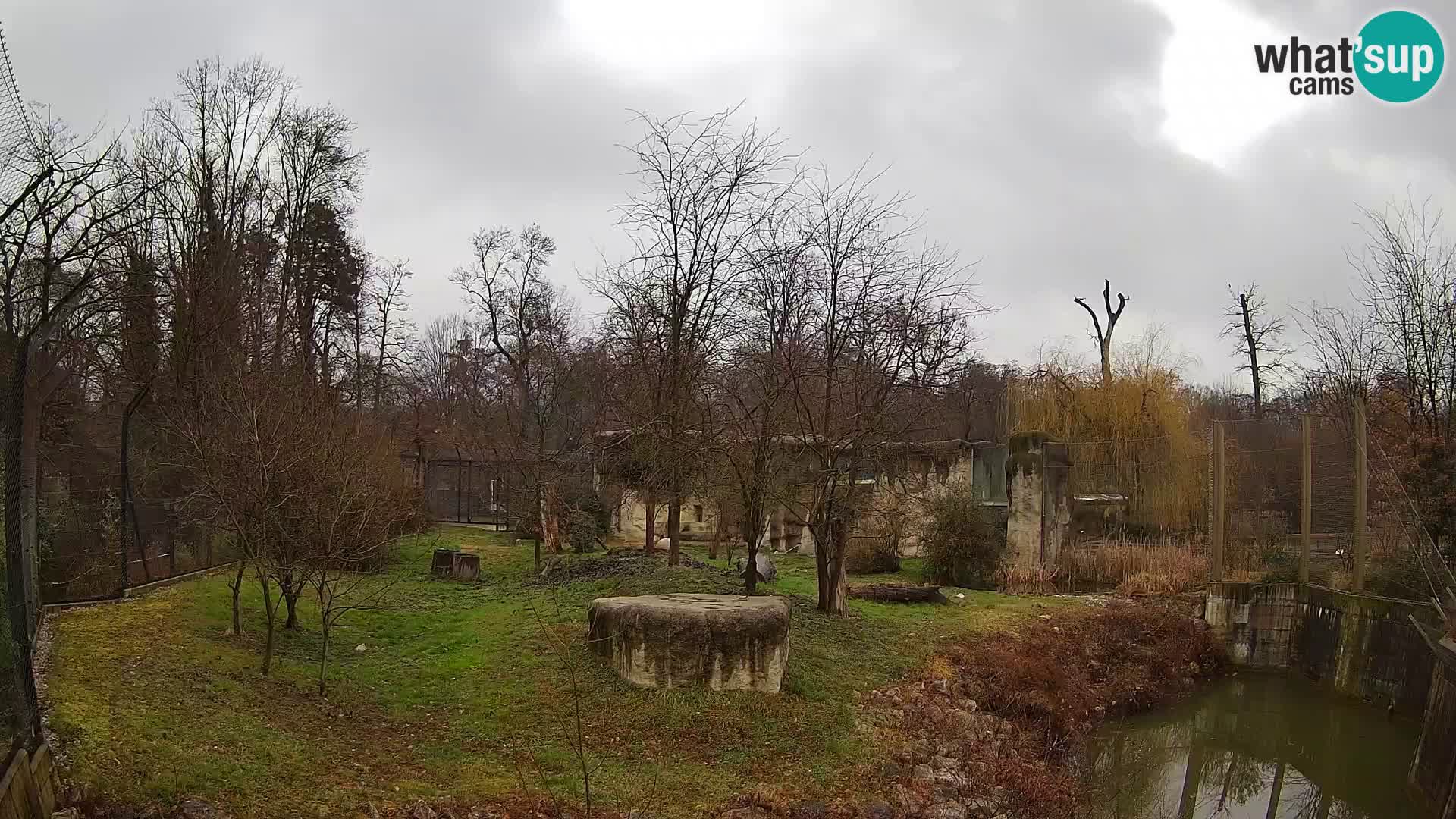 Zoo Zagreb – Lion