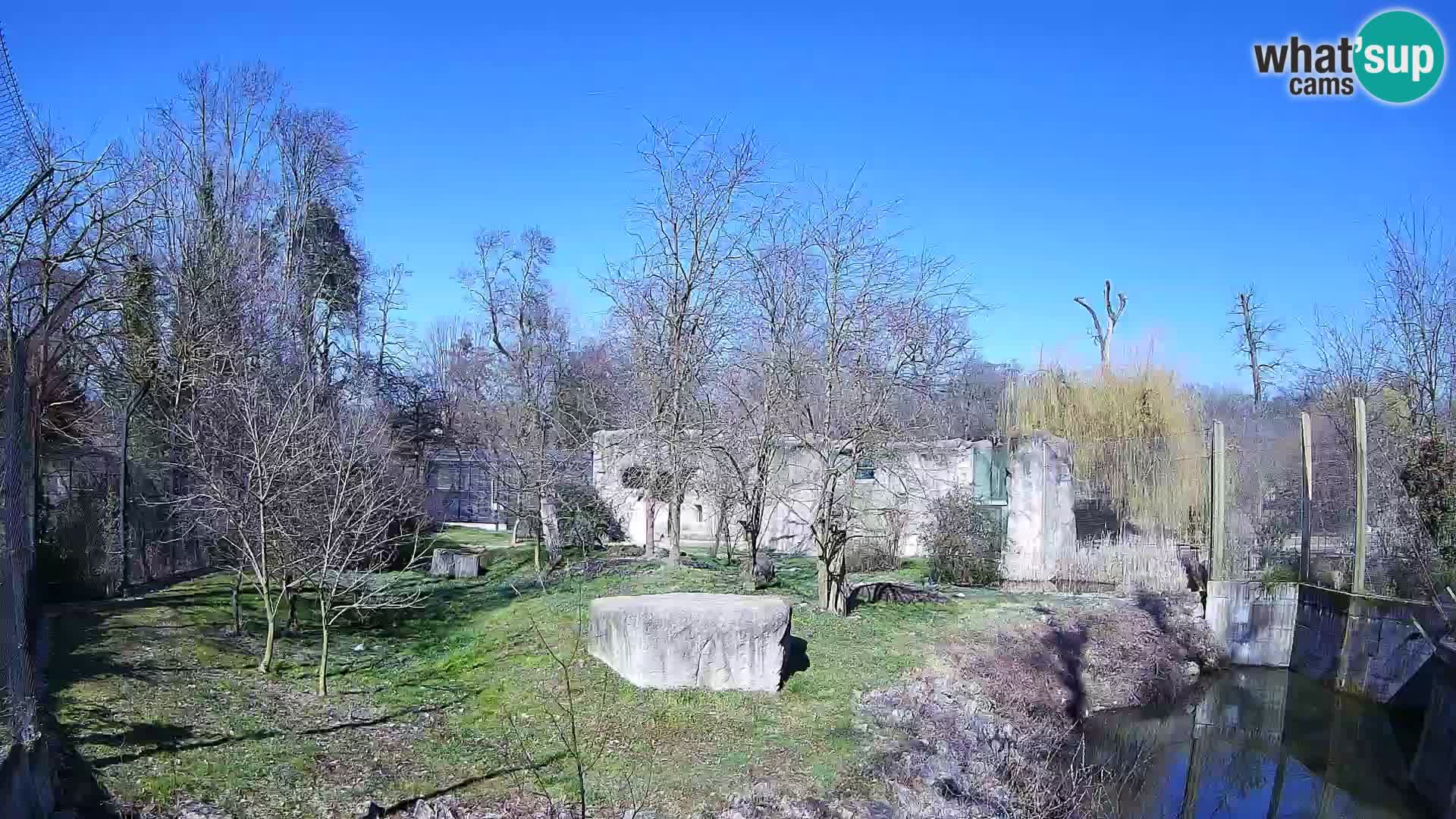 Zoo Zagreb – Lion