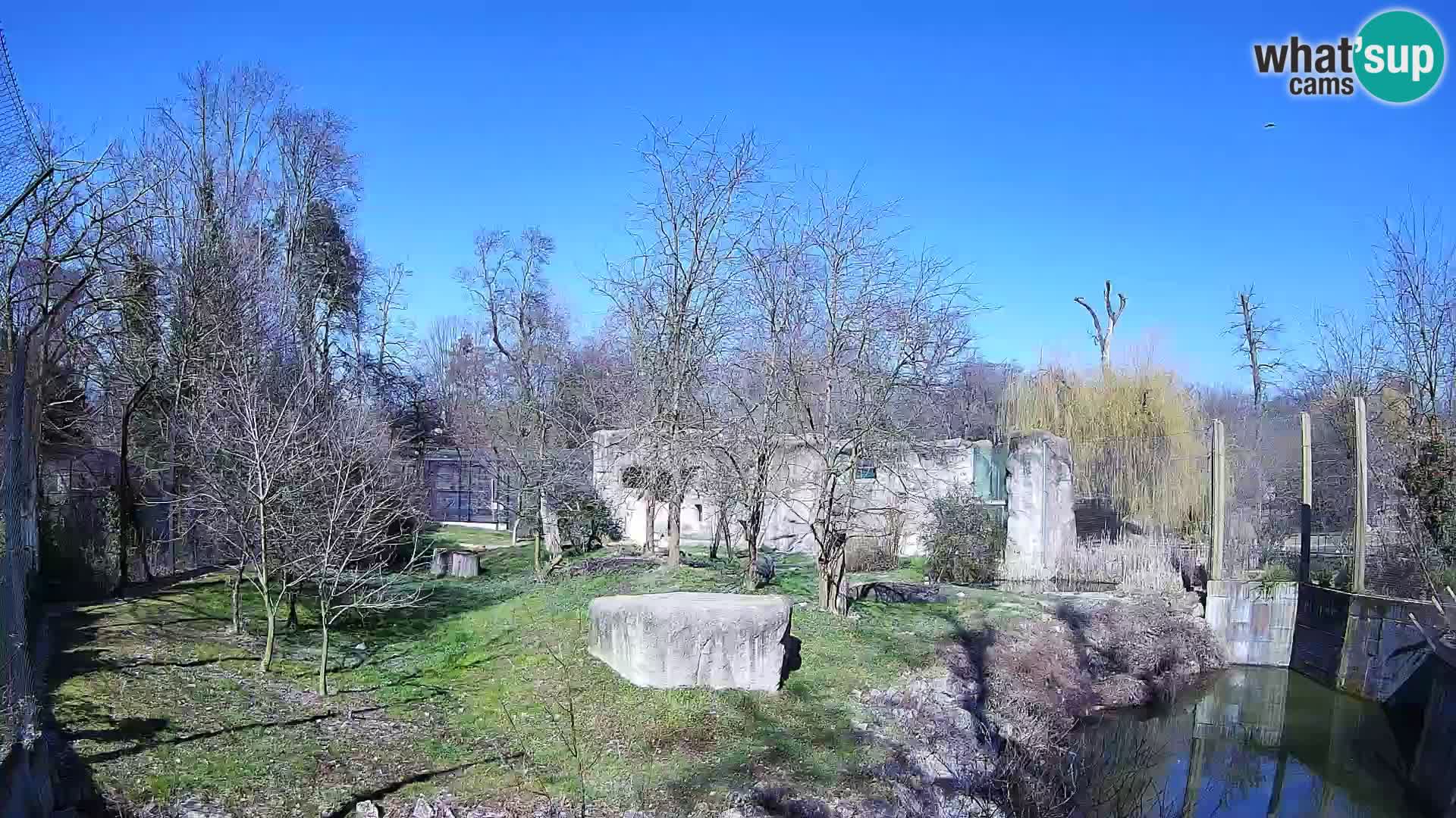 Zoo Zagreb – Lion