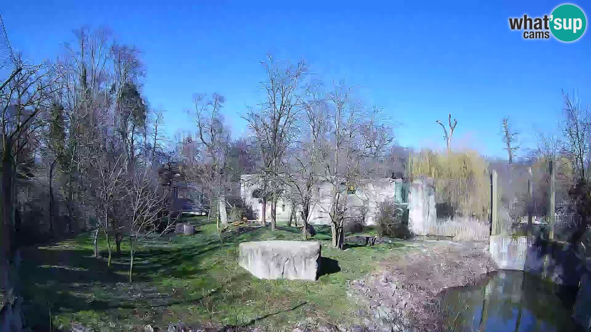 Zoo Zagreb – Löwen