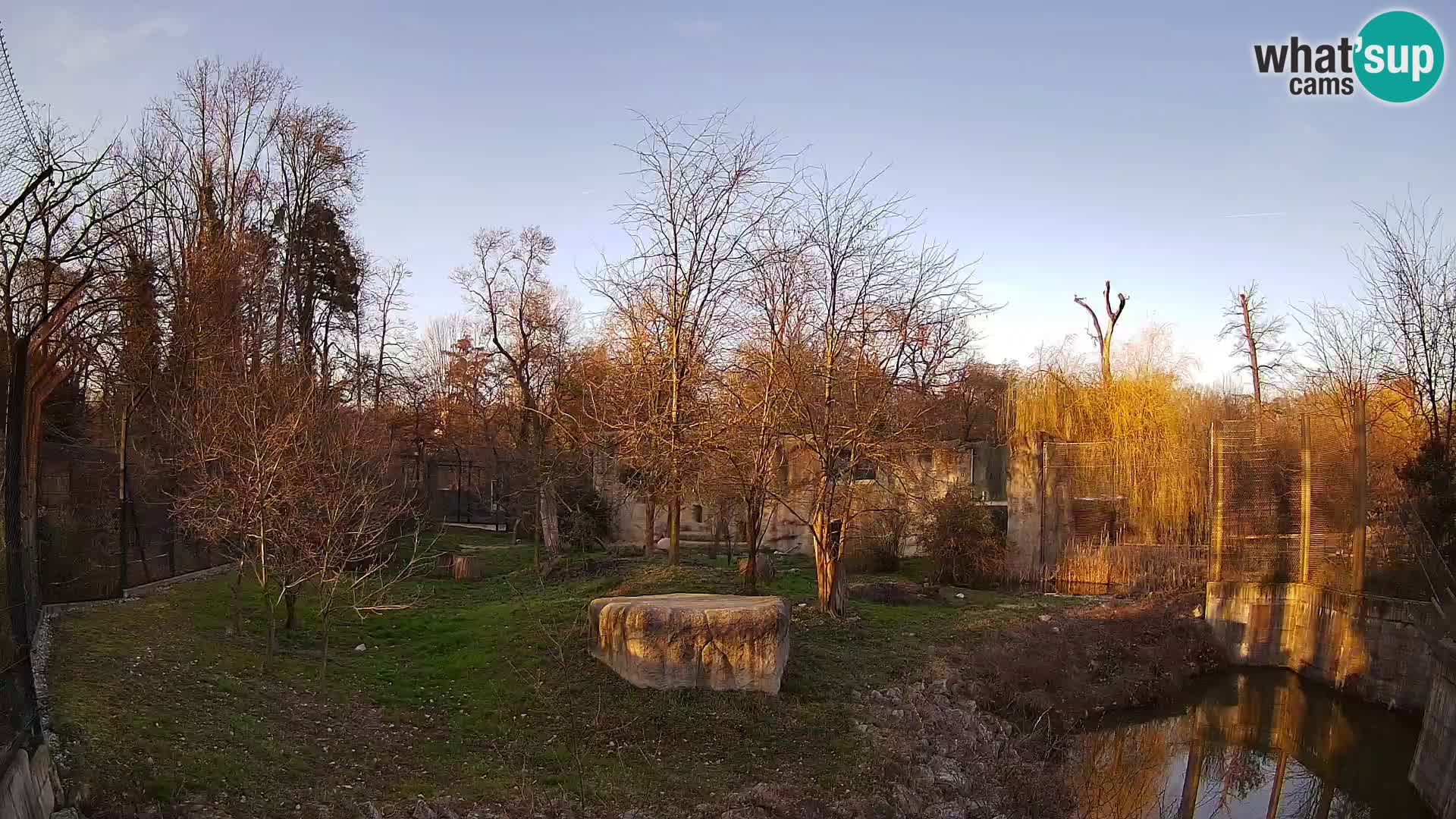 Zoo Zagreb – Lion