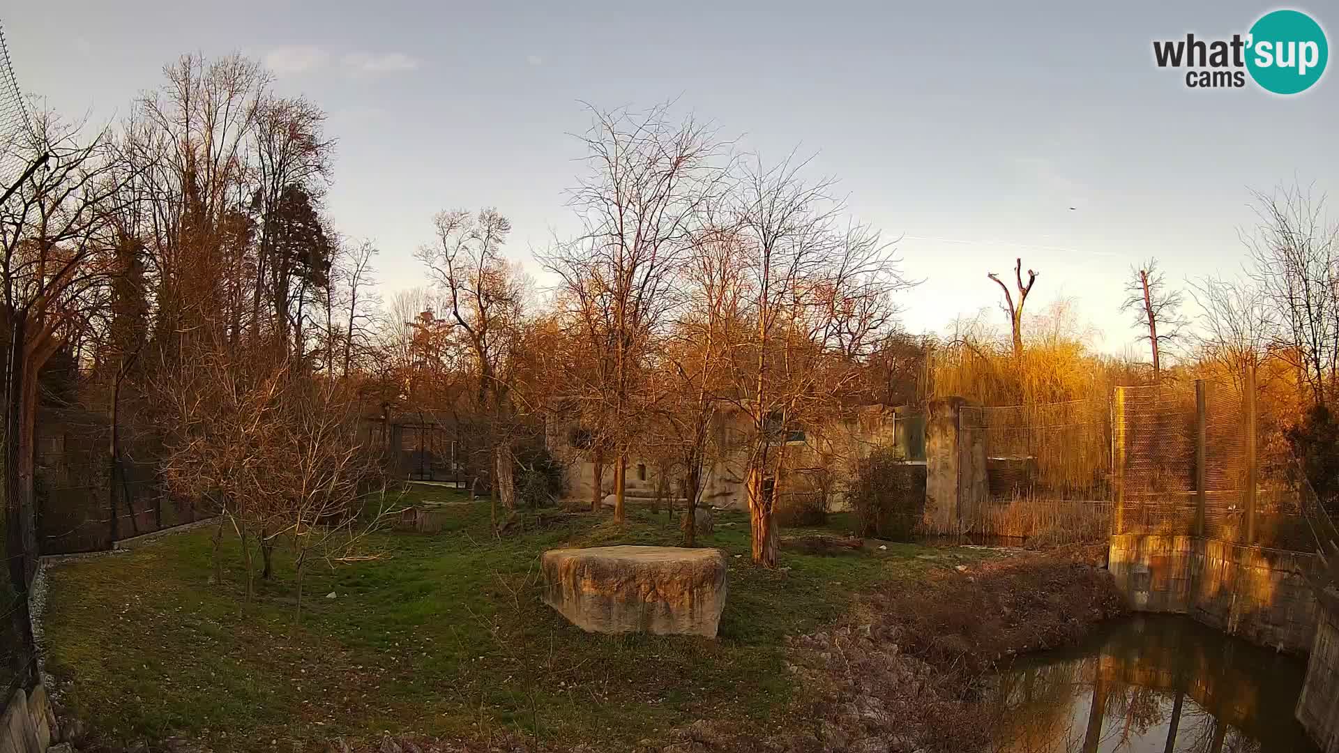 Zoo Zagreb – Lion