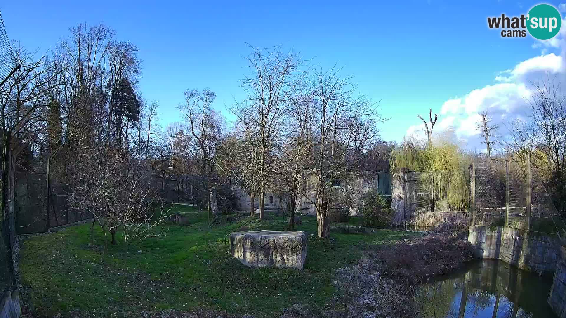 Zoo Zagreb – Lion