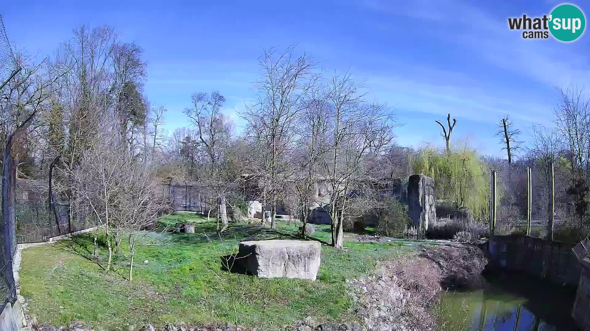 Zoo Zagreb – Lion