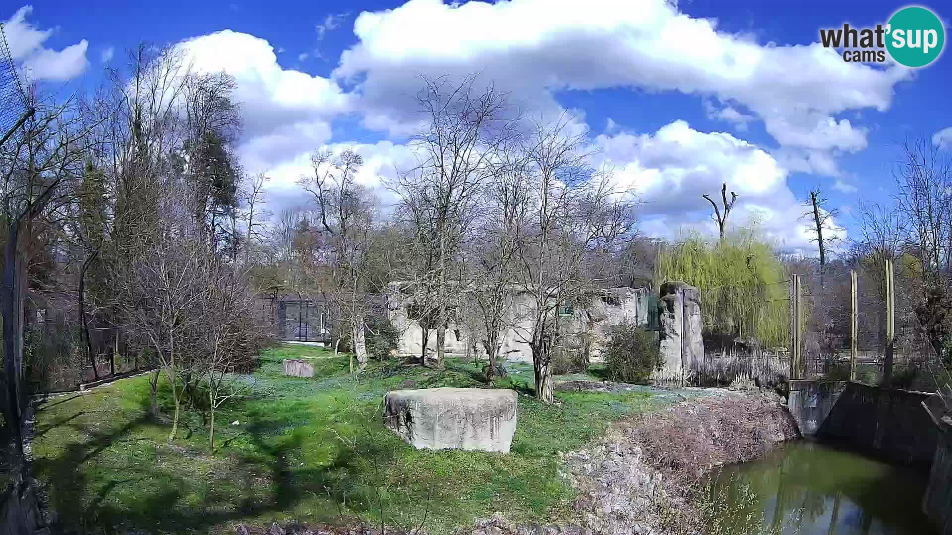 Zoo Zagreb – Lion