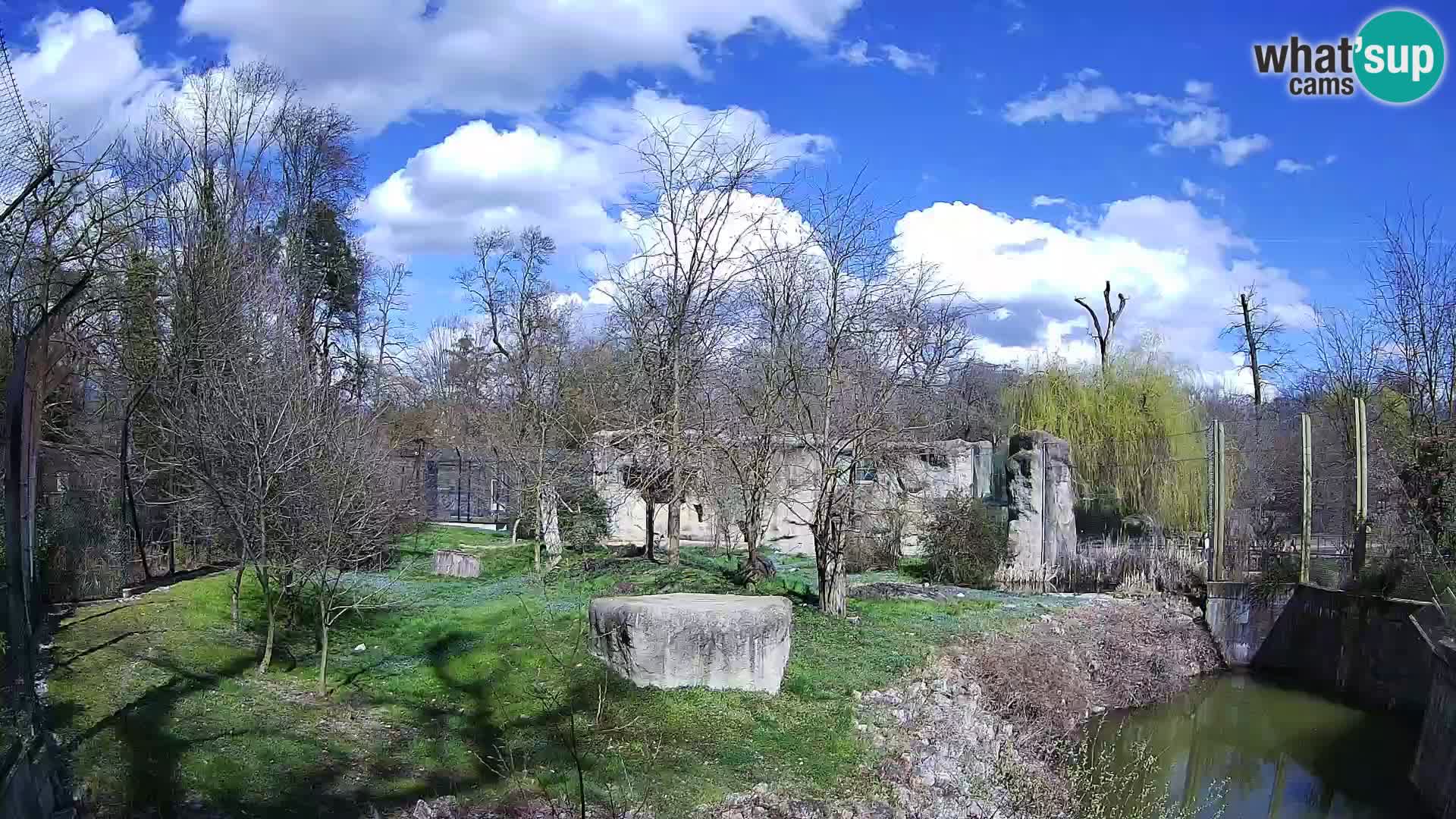 Zoo Zagreb – Lavovi