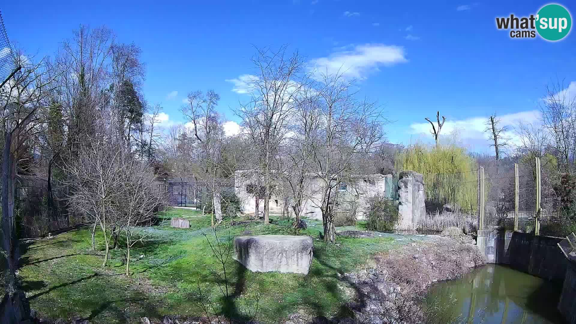 Zoo Zagreb – Löwen