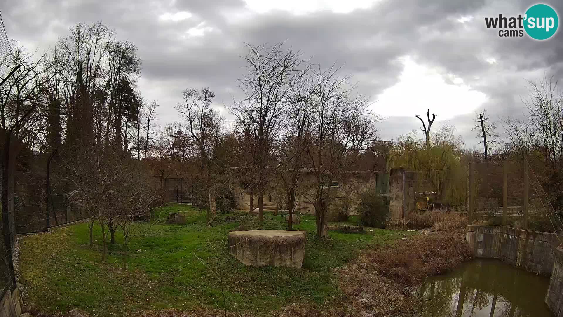 Zoo Zagreb – Lavovi