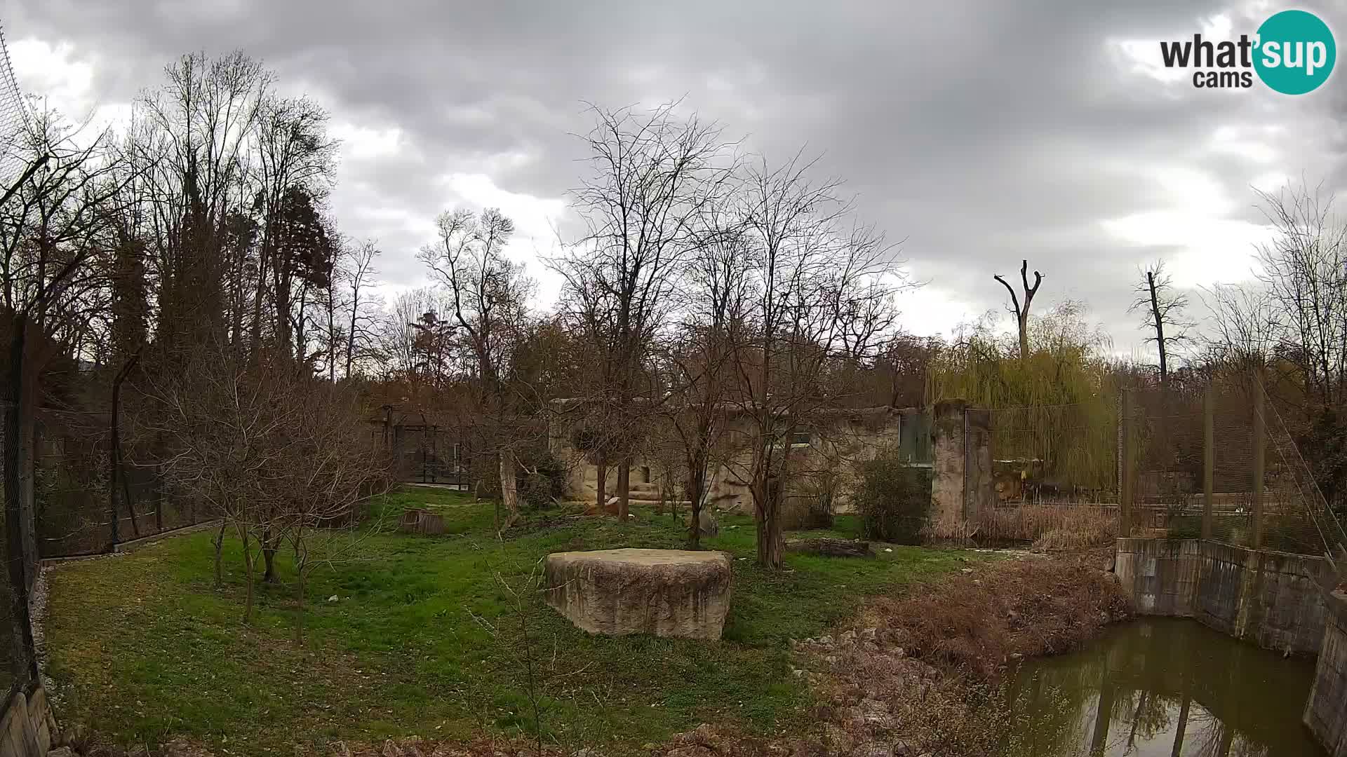 Zoo Zagreb – Lion