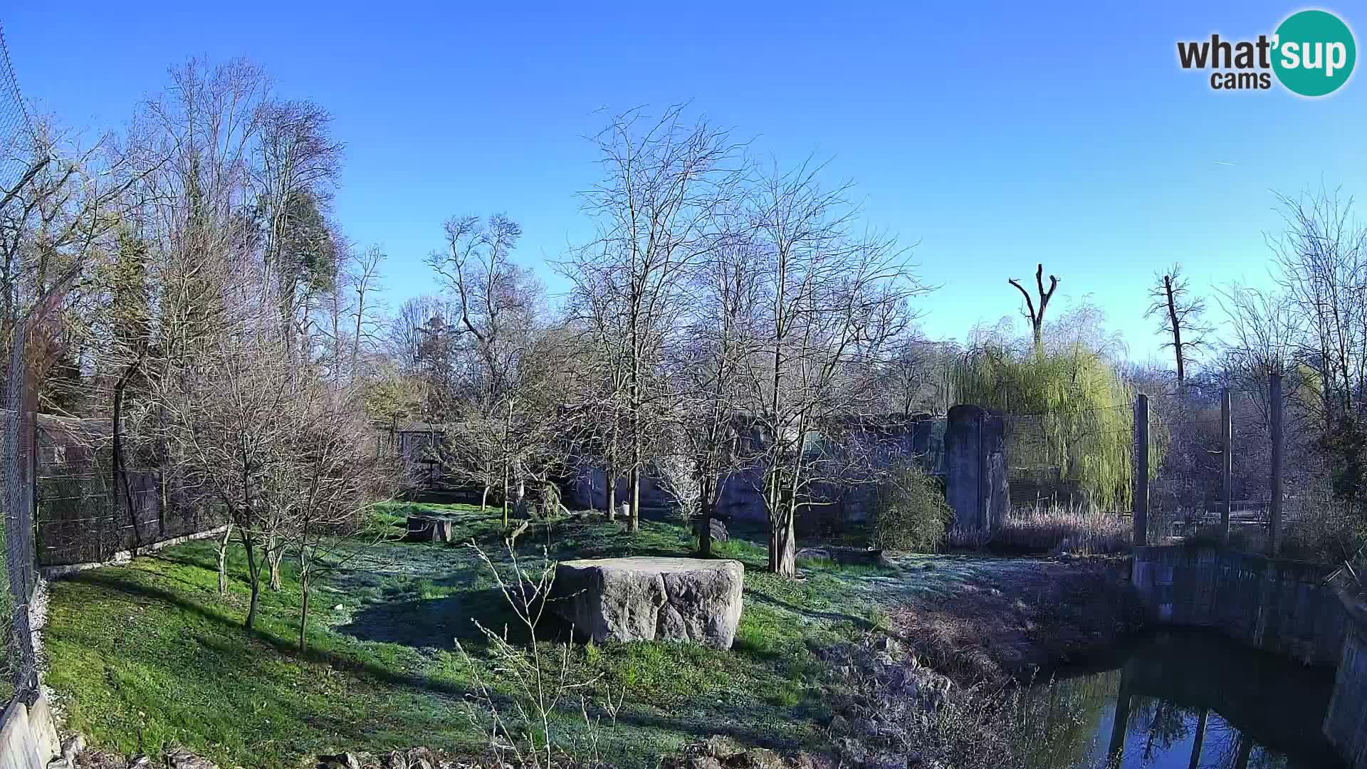 Zoo Zagreb – Lion