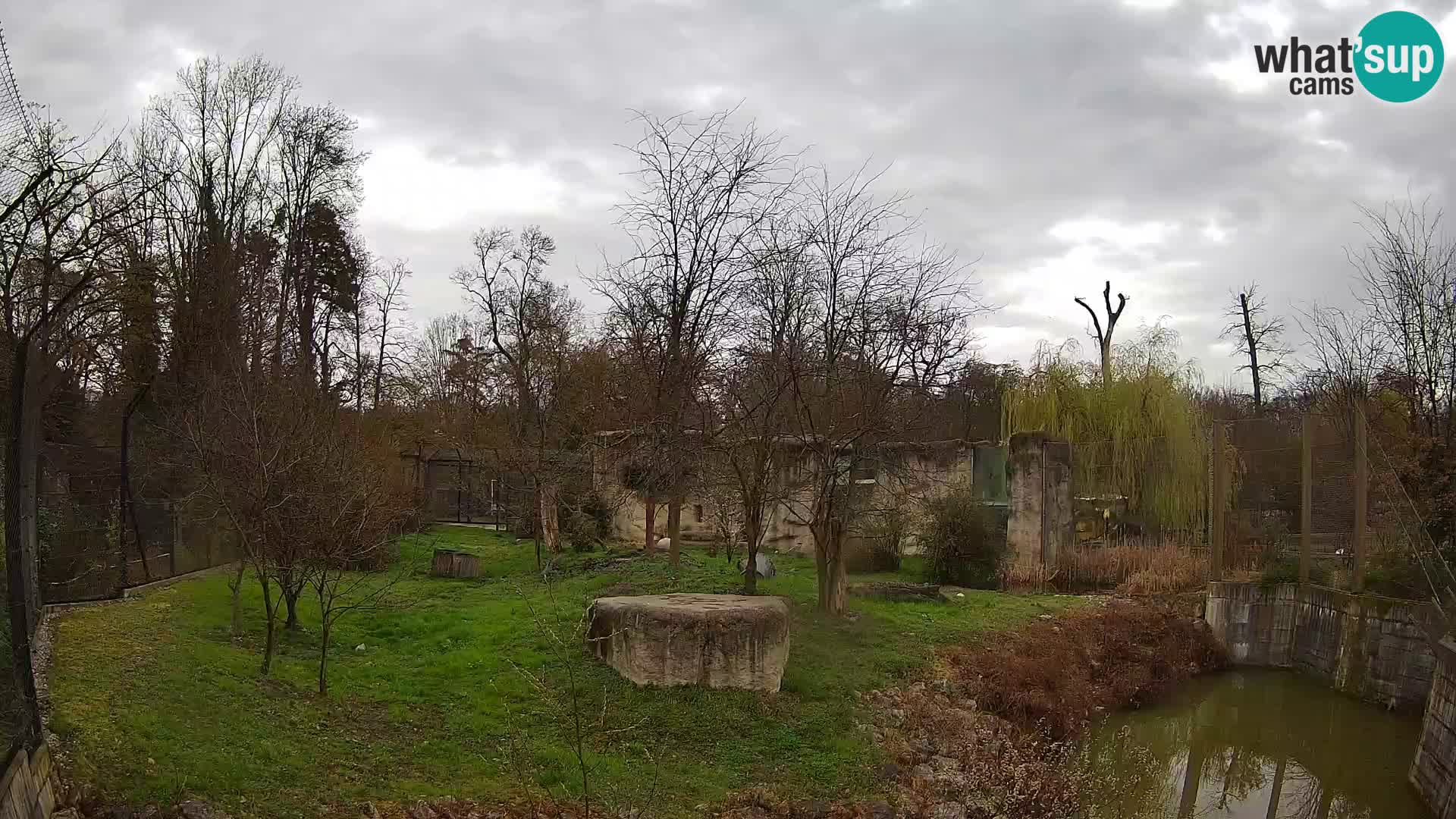 Zoo Zagreb – Lavovi