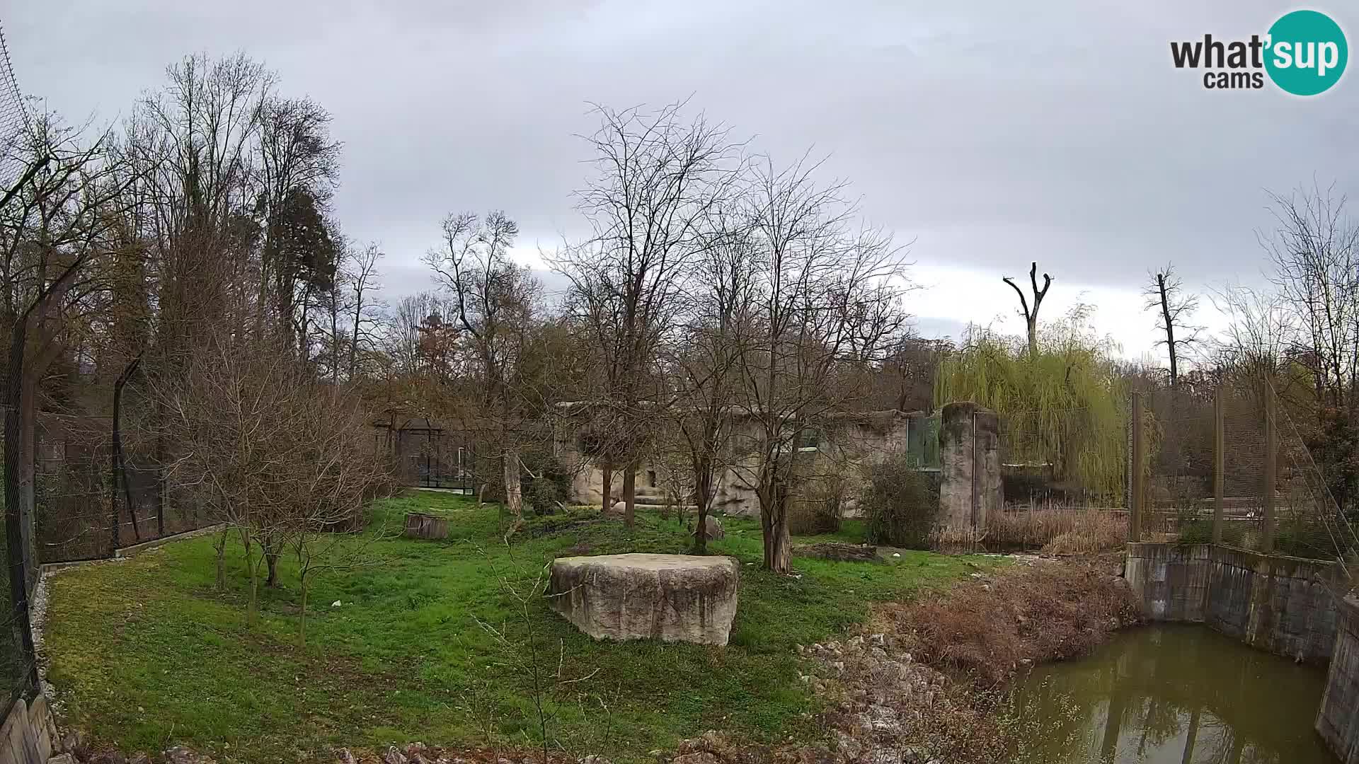 Zoo Zagreb – Lion