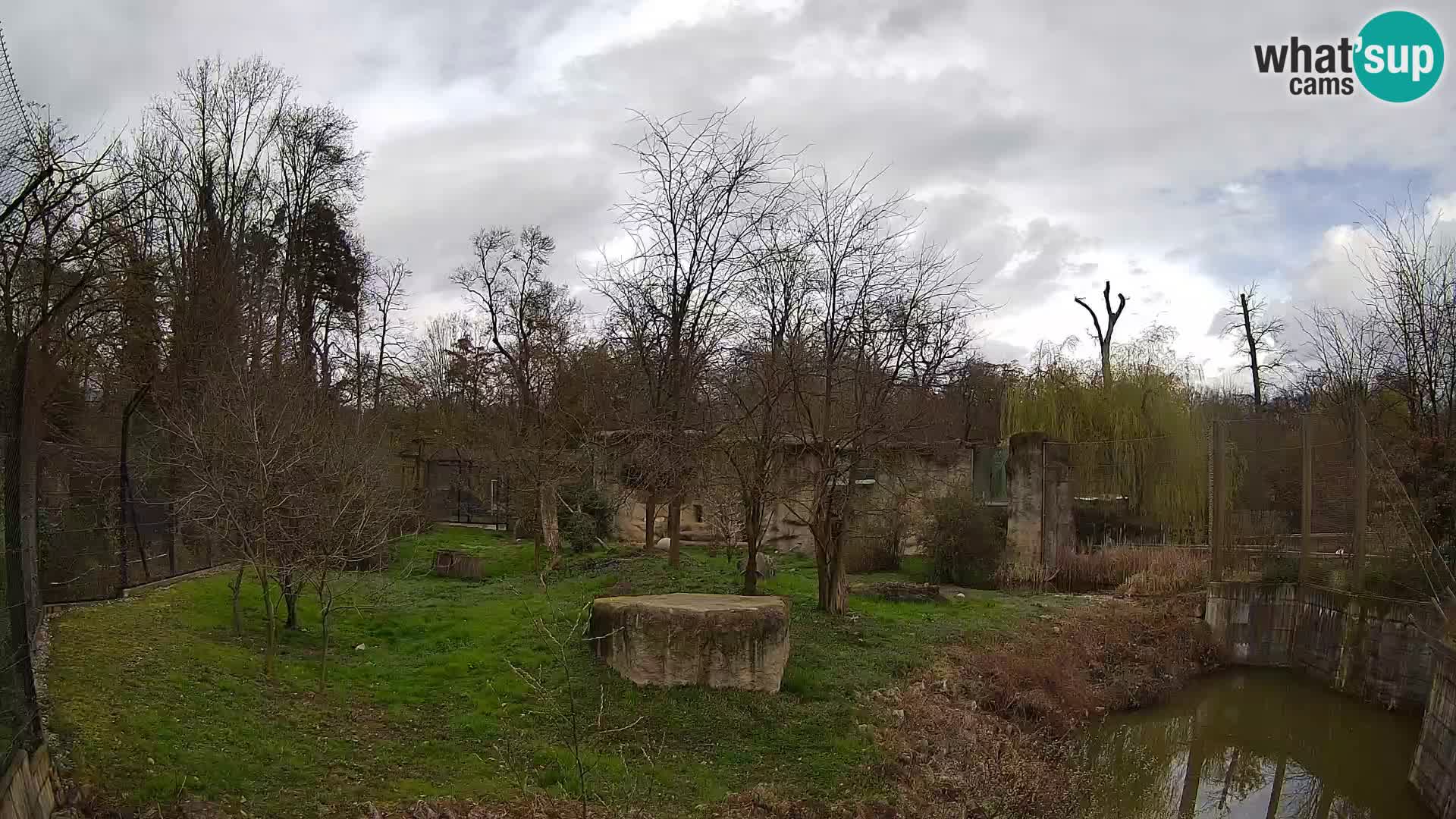 Zoo Zagreb – Lion