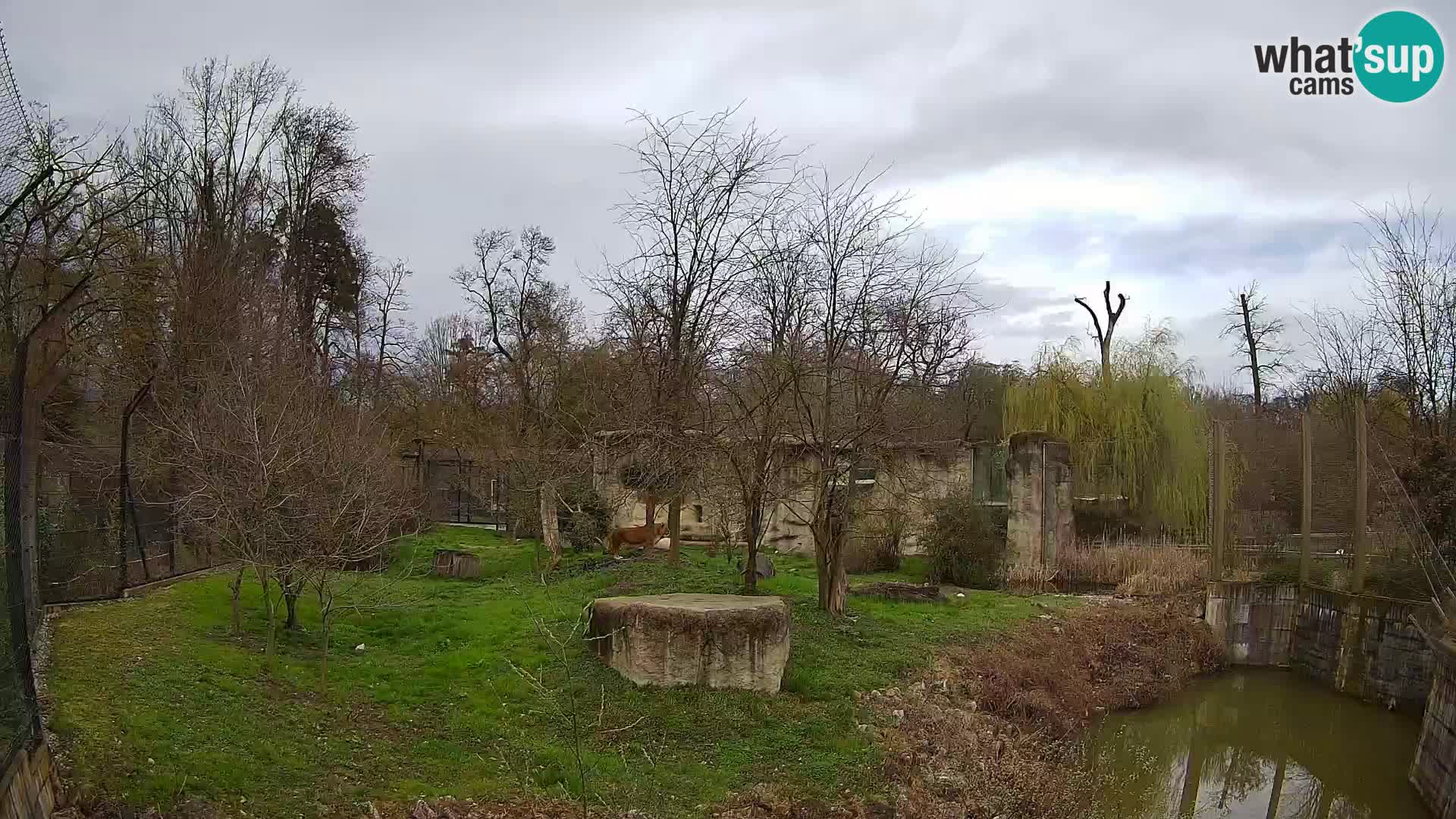 Zoo Zagreb – Lion