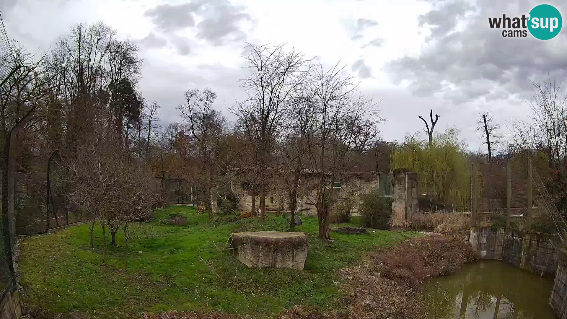 Zoo Zagreb – Lion