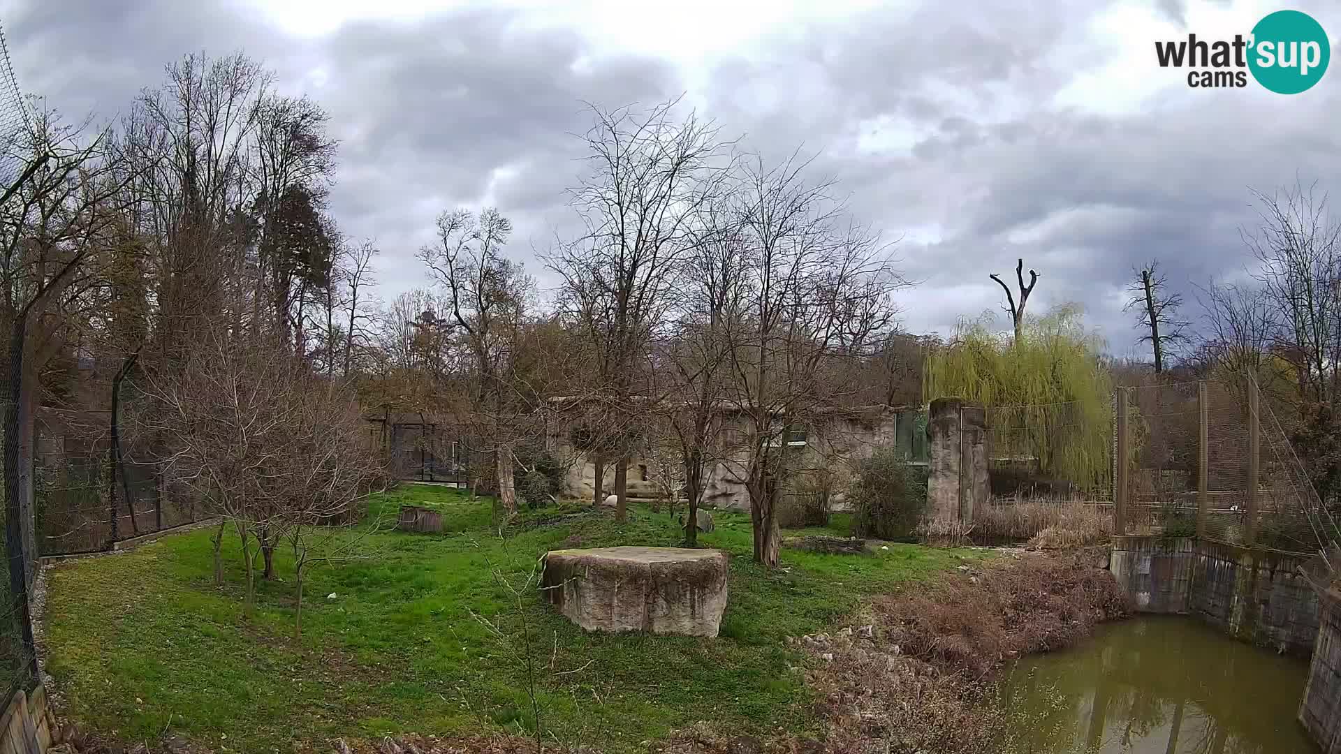 Zoo Zagreb – Lion