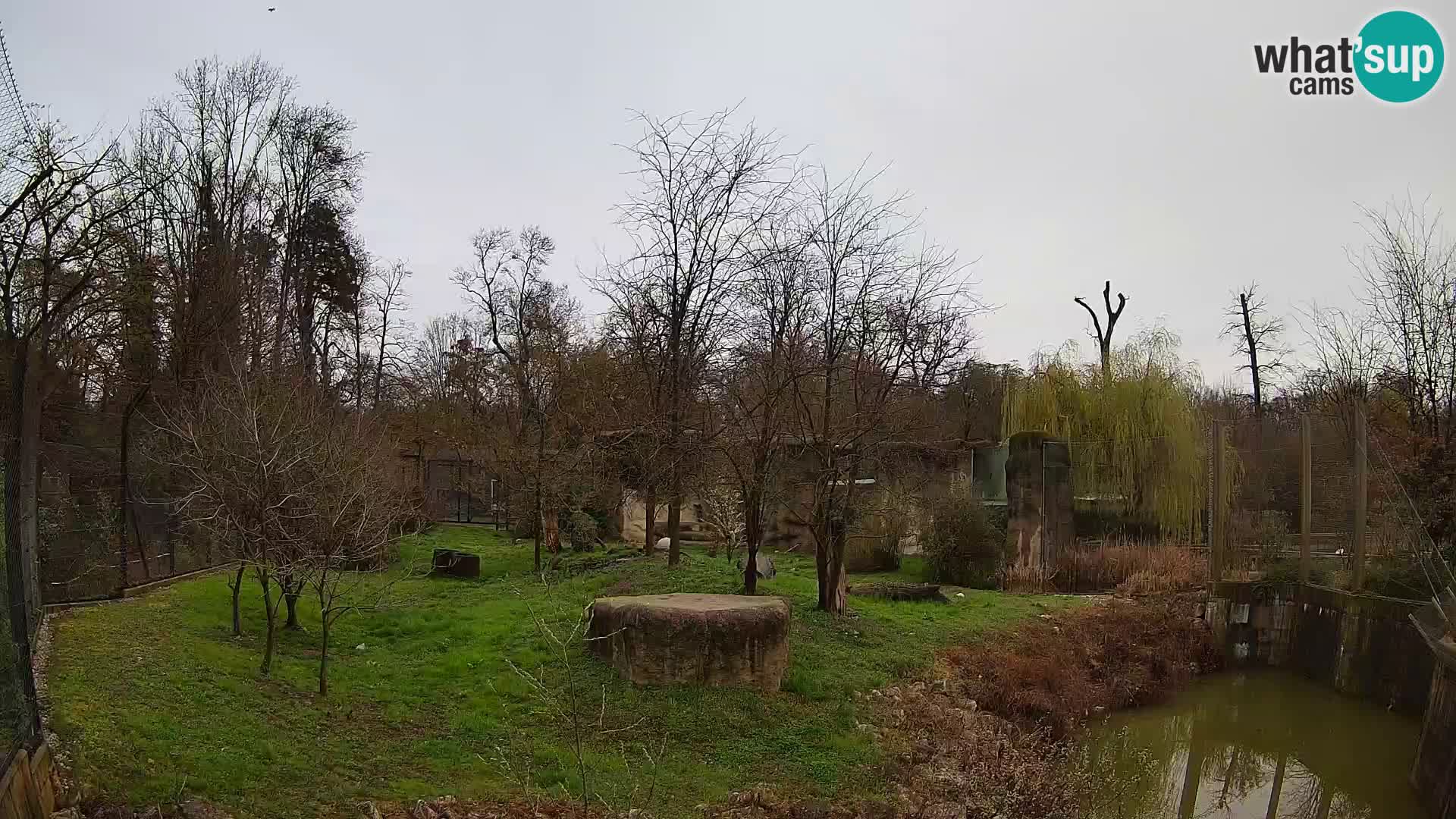 Zoo Zagreb – Lion