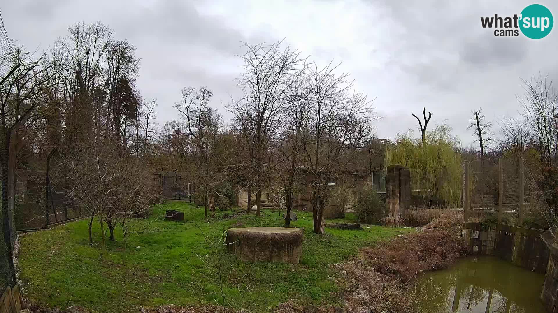 Zoo Zagreb – Lion