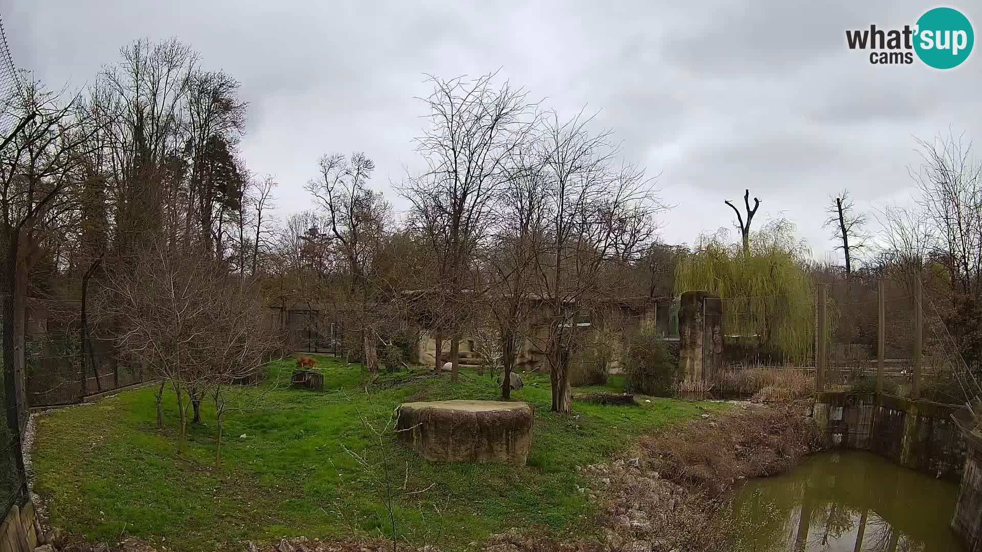 Zoo Zagreb – Lion