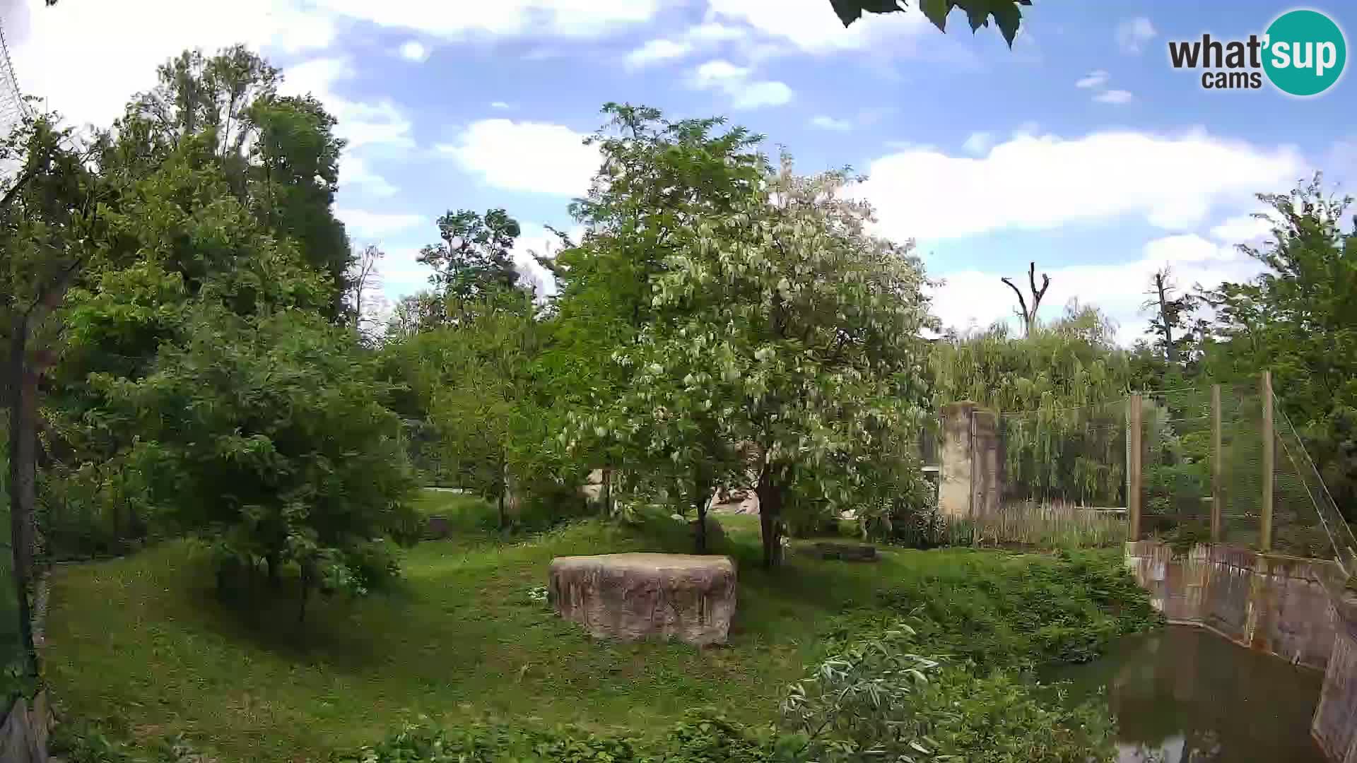 Zoo Zagreb – Lion